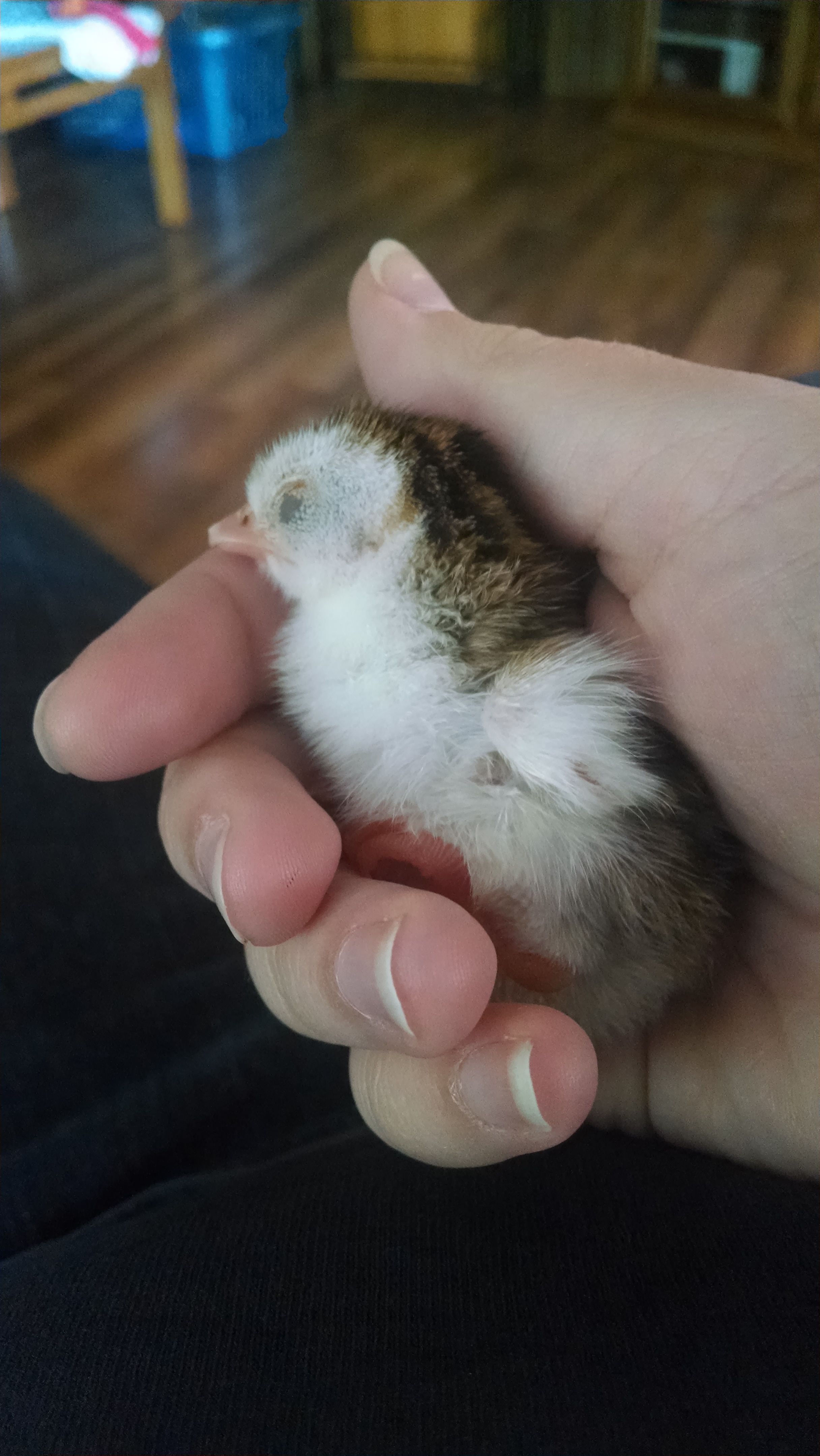 My fidgety little guy. Got him for free by a farmer at an auction, he was just about dead, got him warmed up, and now he's the liveliest chick I've had. Has some mental issues though which makes it very complicated for me to feed him.