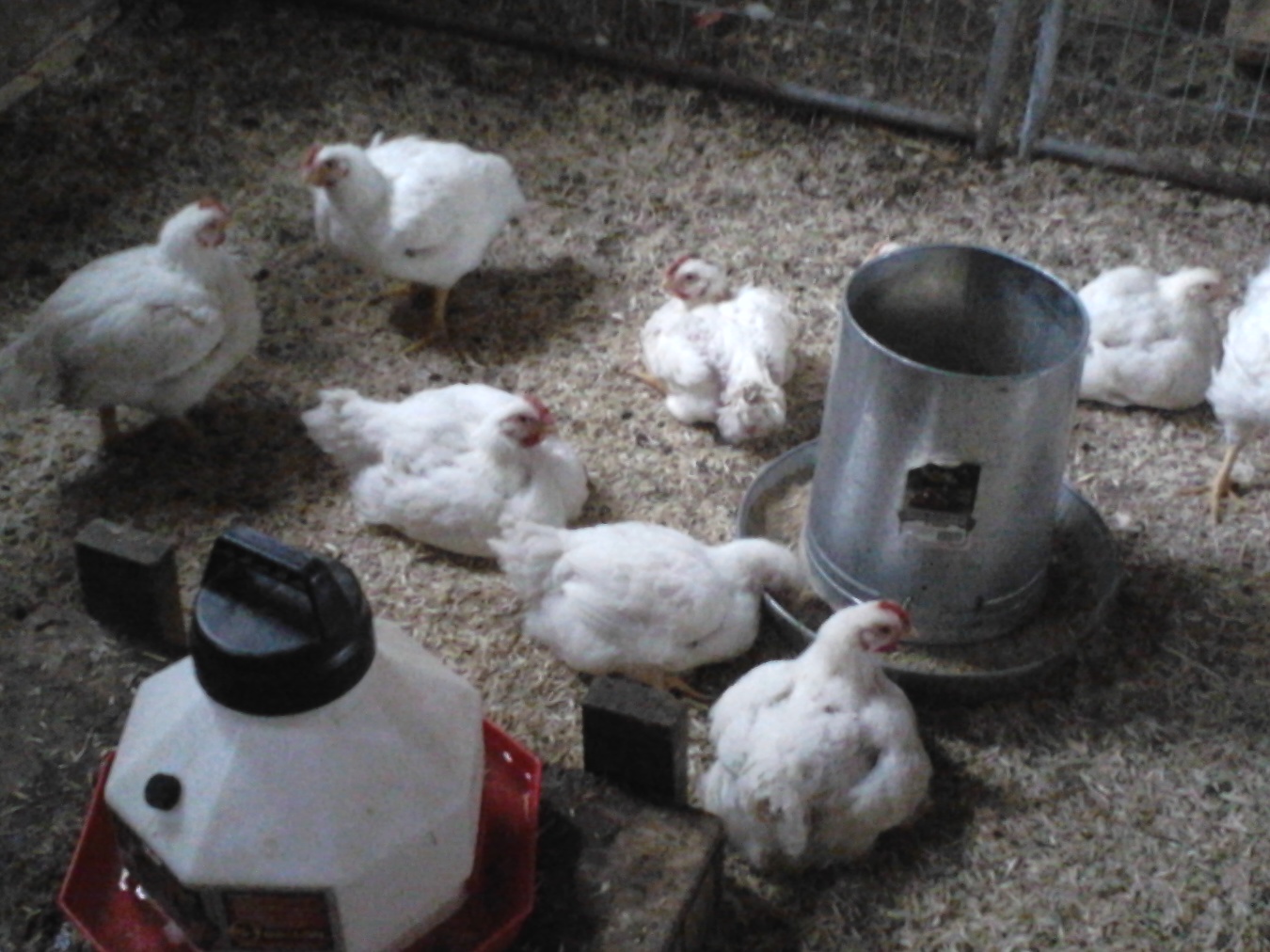 My first 15 broilers 2011