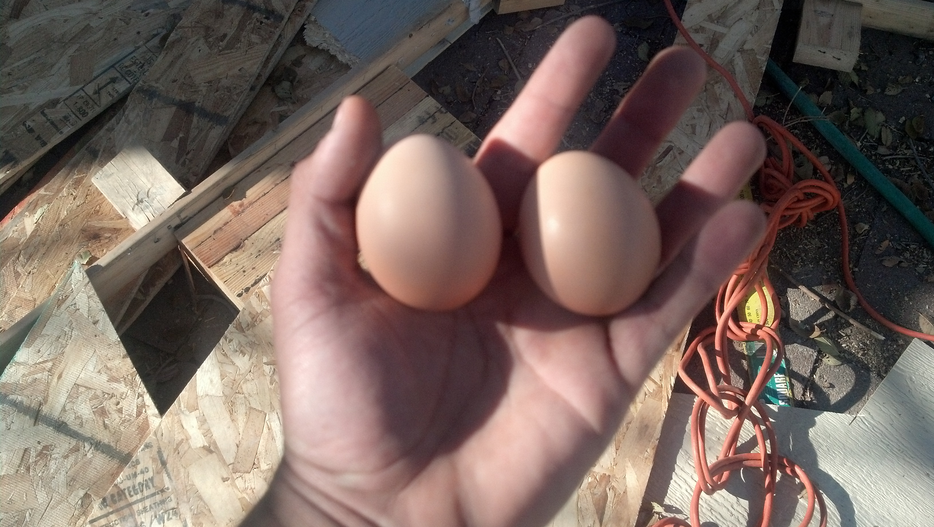 My first 2 eggs! I was so excited didnt know what to do