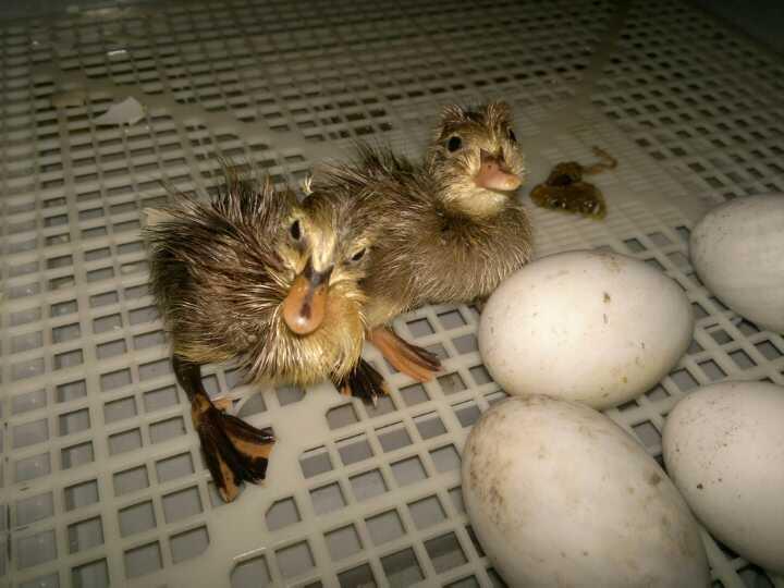 My first 2 hatchling ducks!