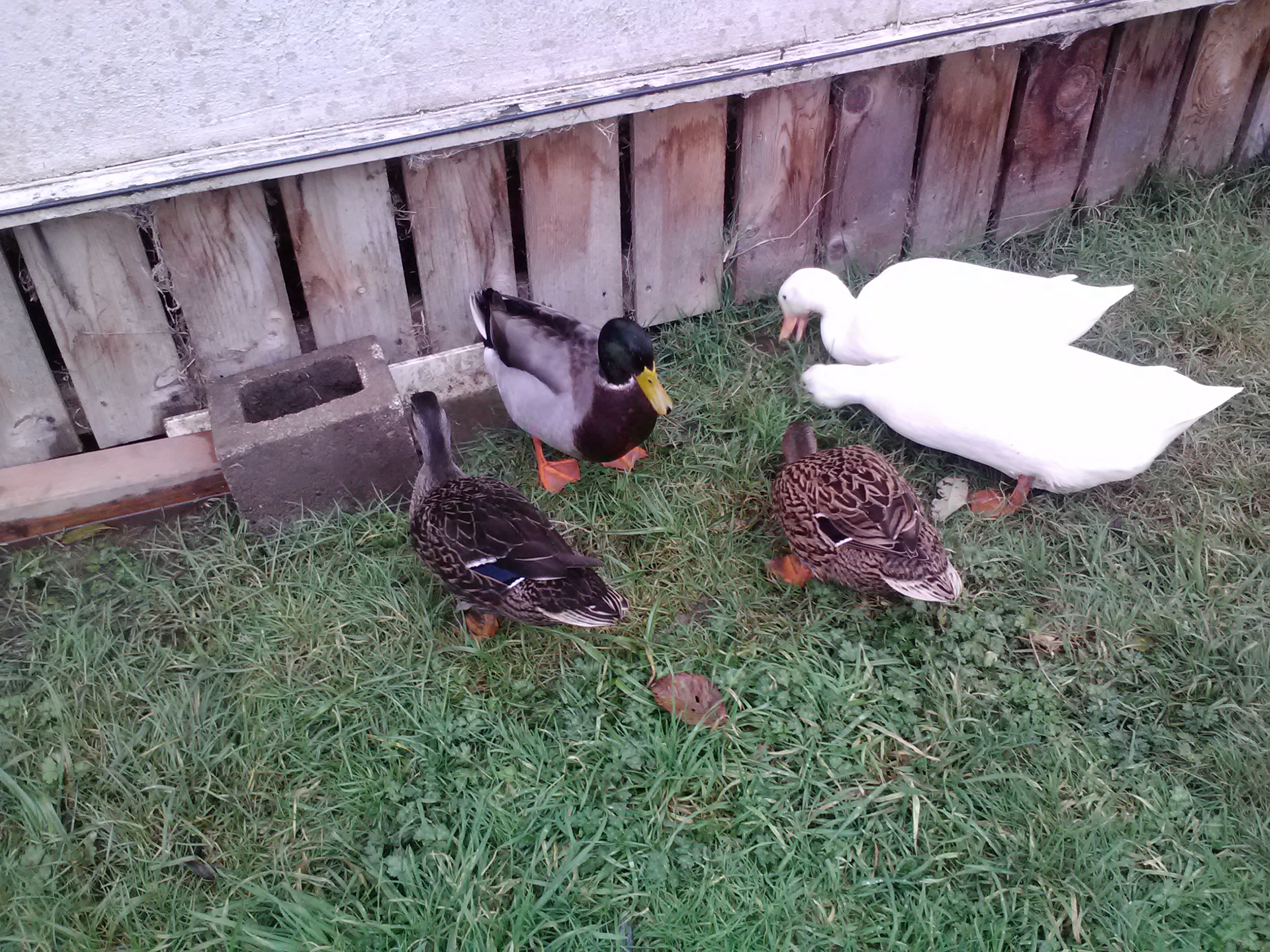 my first 5 ducks 3 mallards 3 pekins