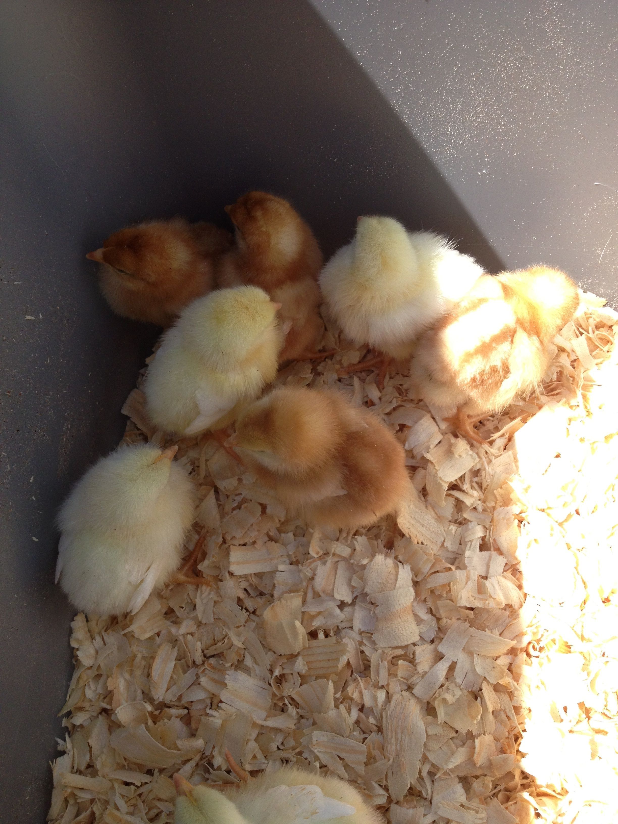 My first 8 fuzz balls.