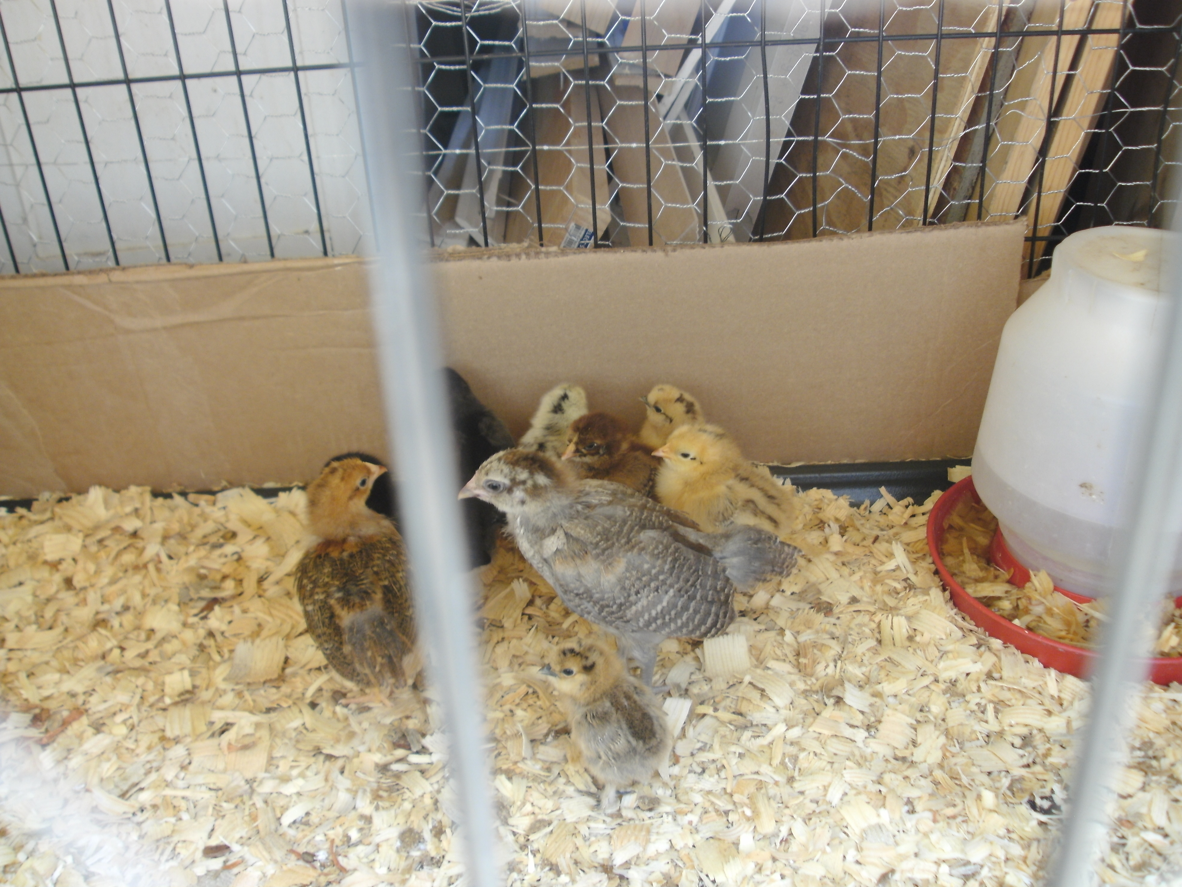 my first 9  chicks, 2 partridge silkies, 1 golden salmon maran, 2 blond salmon maran, 2 black maran, were all about a week and a half here, and the ameraucauna and production red mix silver lace Wyandot was about 2 and a half weeks old
