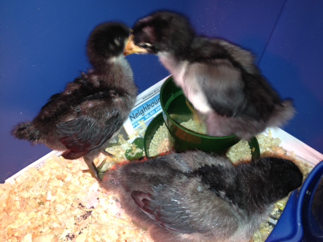 My first additions, Three New Jersey giants at 2 weeks old.  The peep standing on the food dish is my rooster "Poppy Cock".  The other two are "Petunia" &  "Clover".