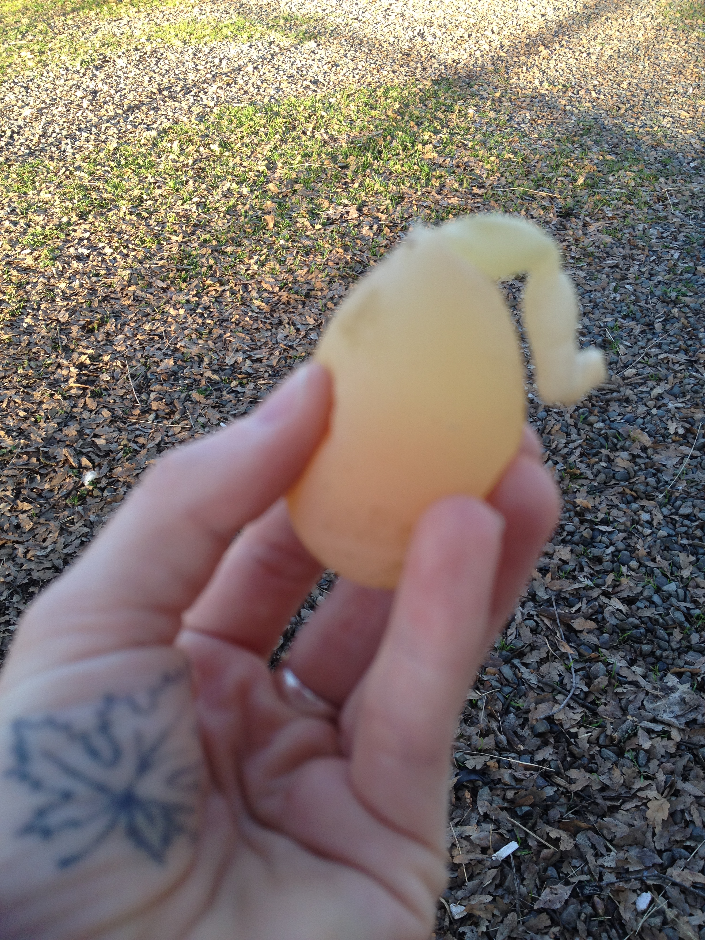 My first and only soft egg!