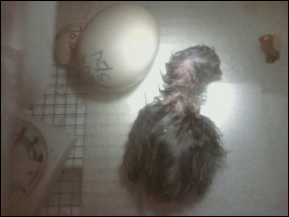 My first auburn java hatchling. So exciting