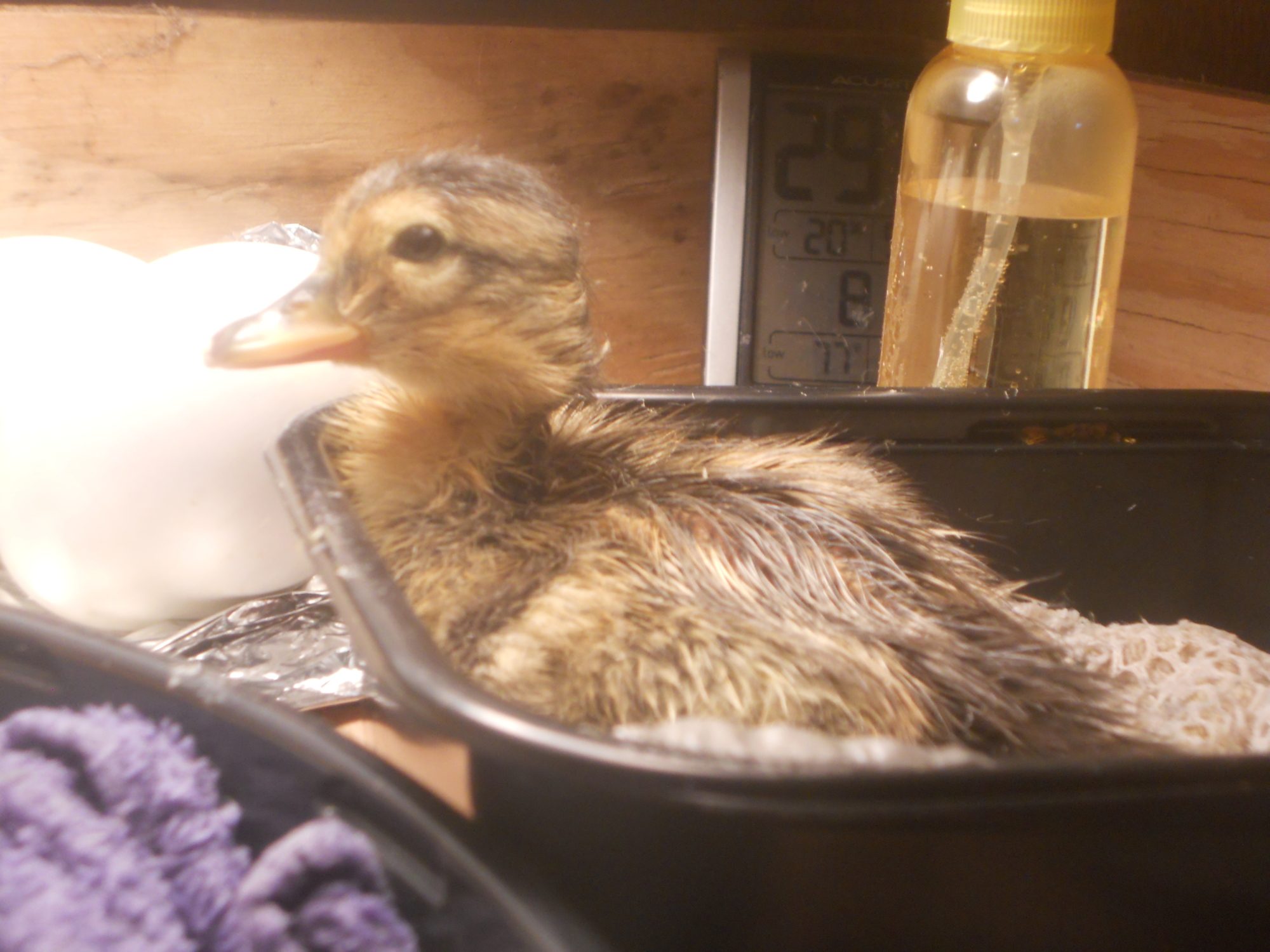 My first baby duckling hatched 18 May 2013