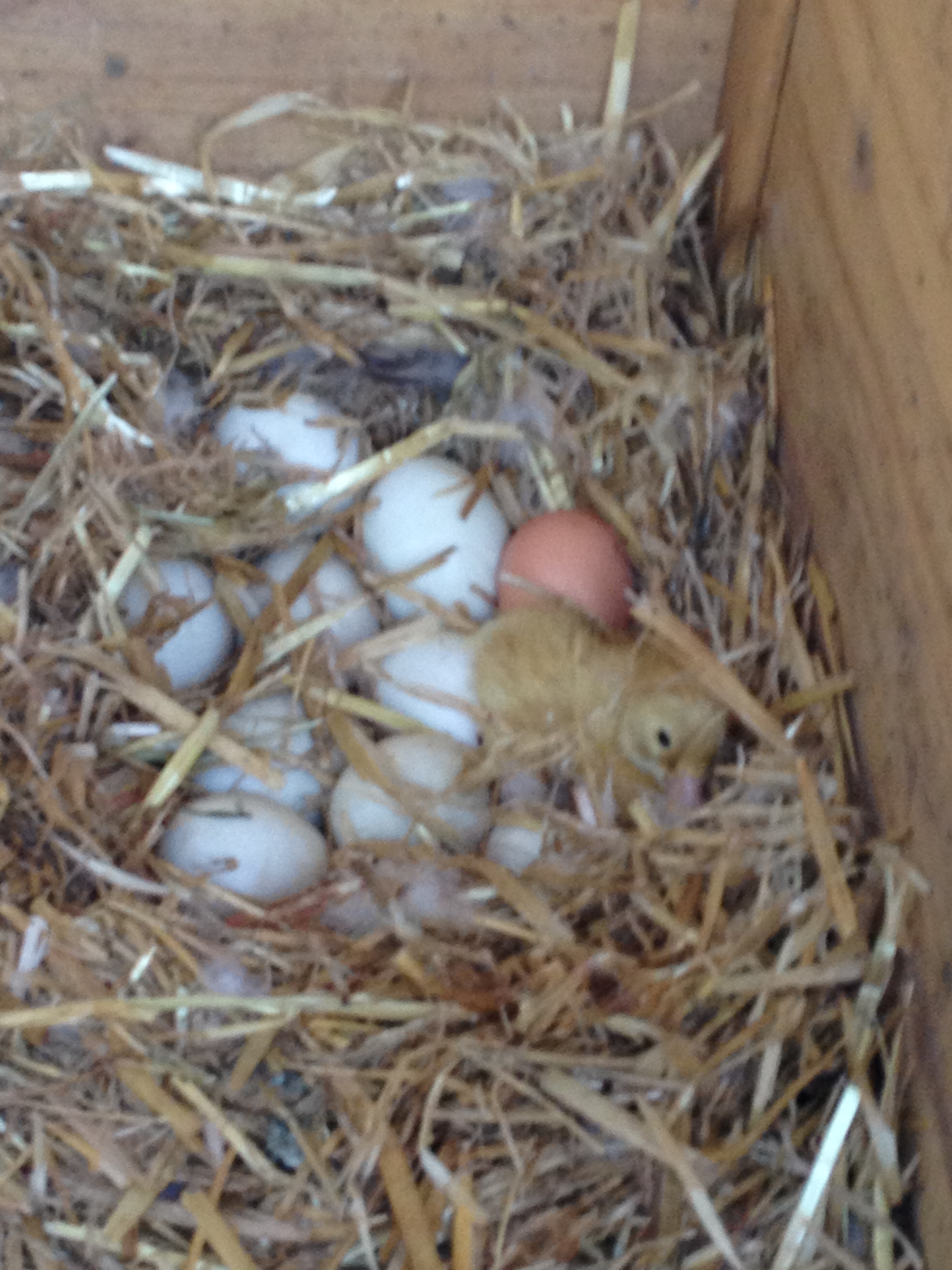 my first baby hatching