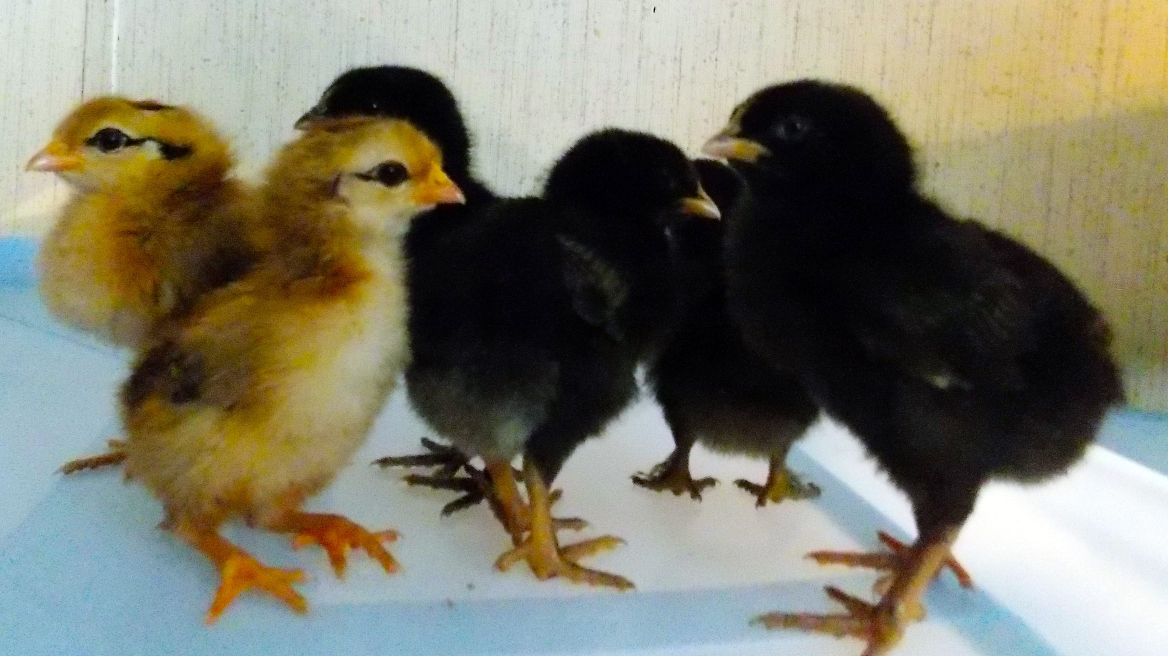 My first barnyard mixes.
