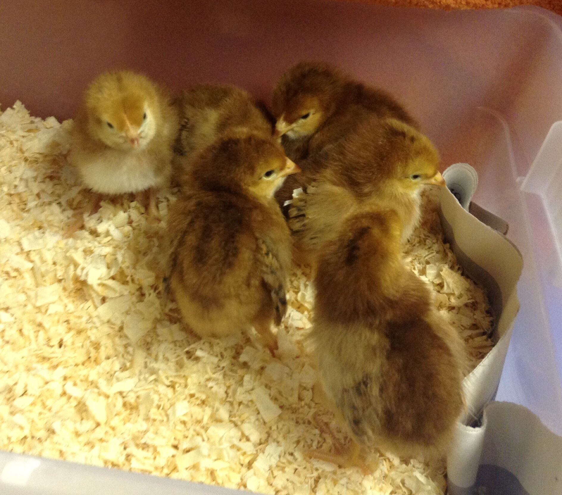 My first brood, six beautiful RI Reds.