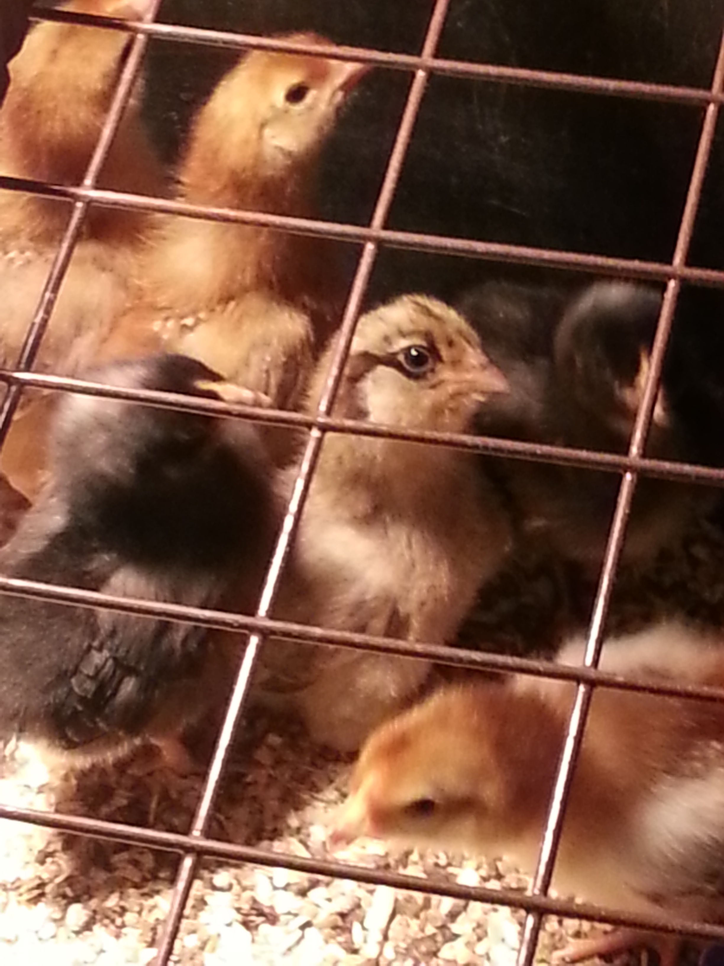 my first brood