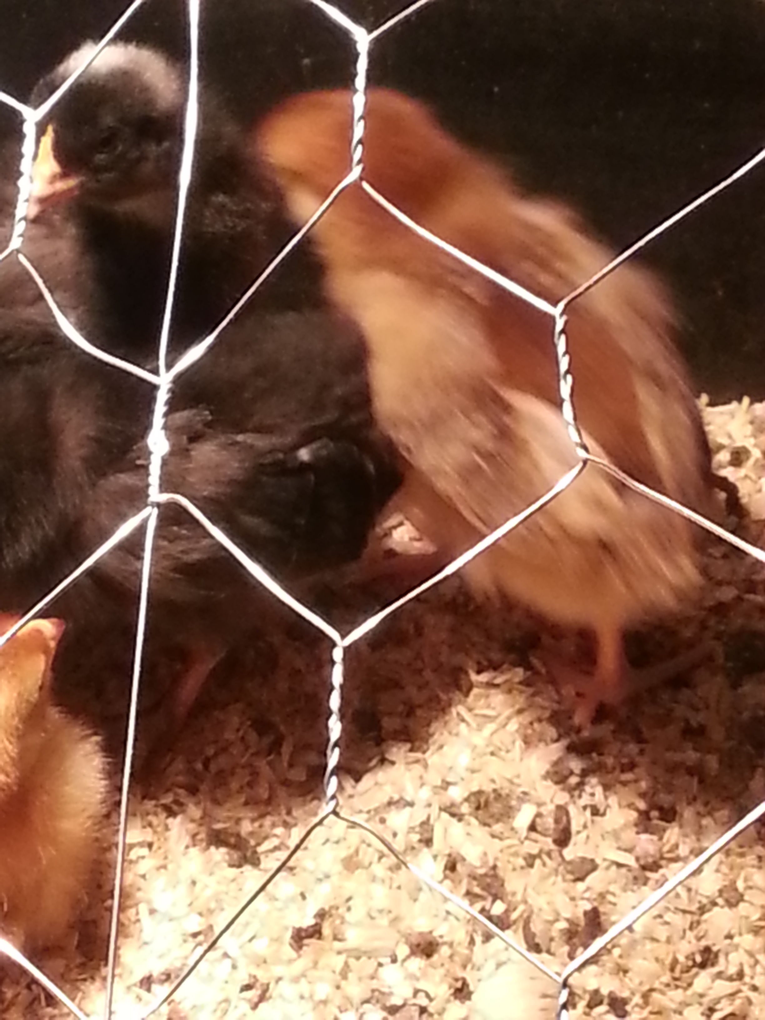 my first brood