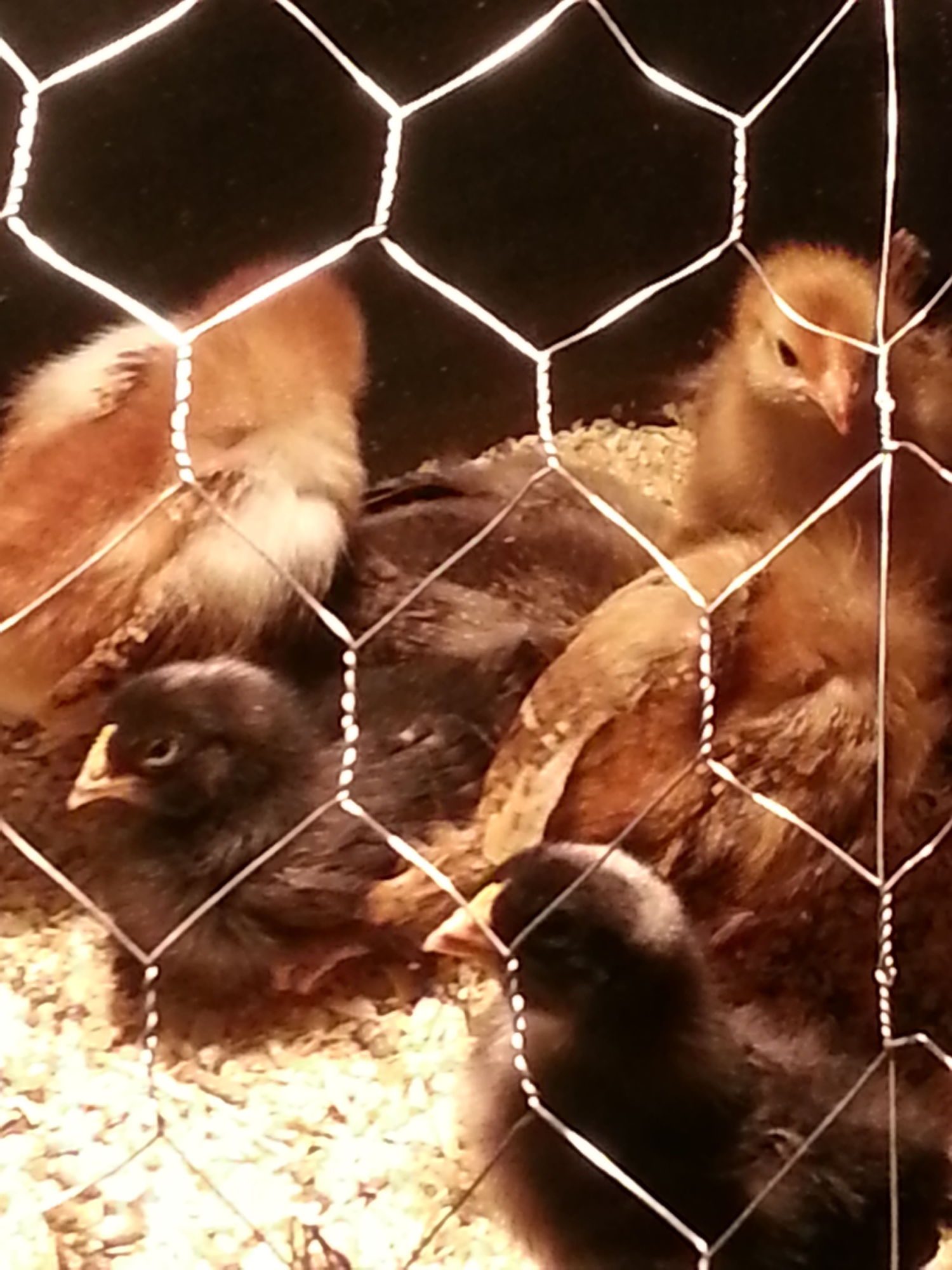 my first brood