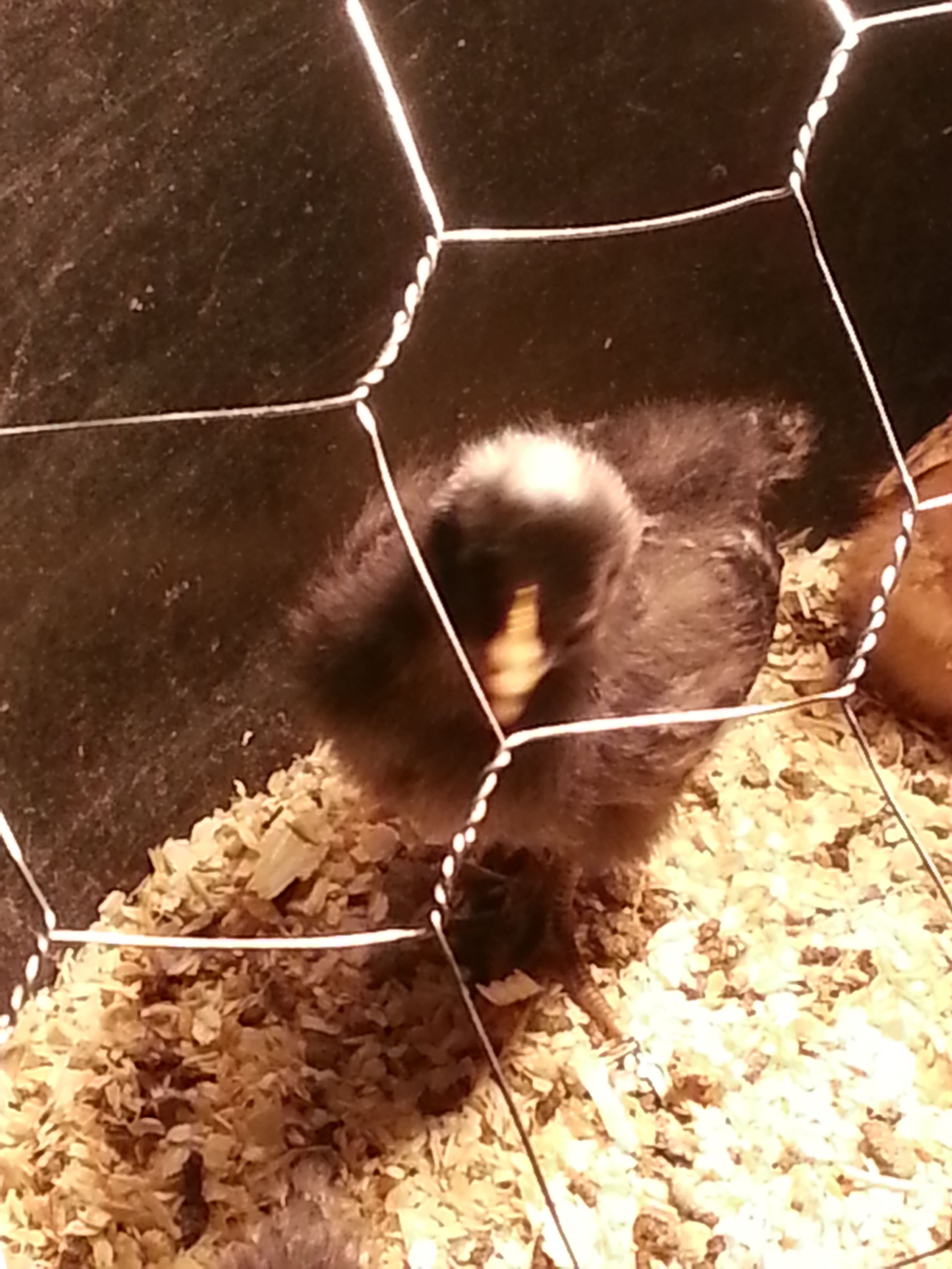 my first brood