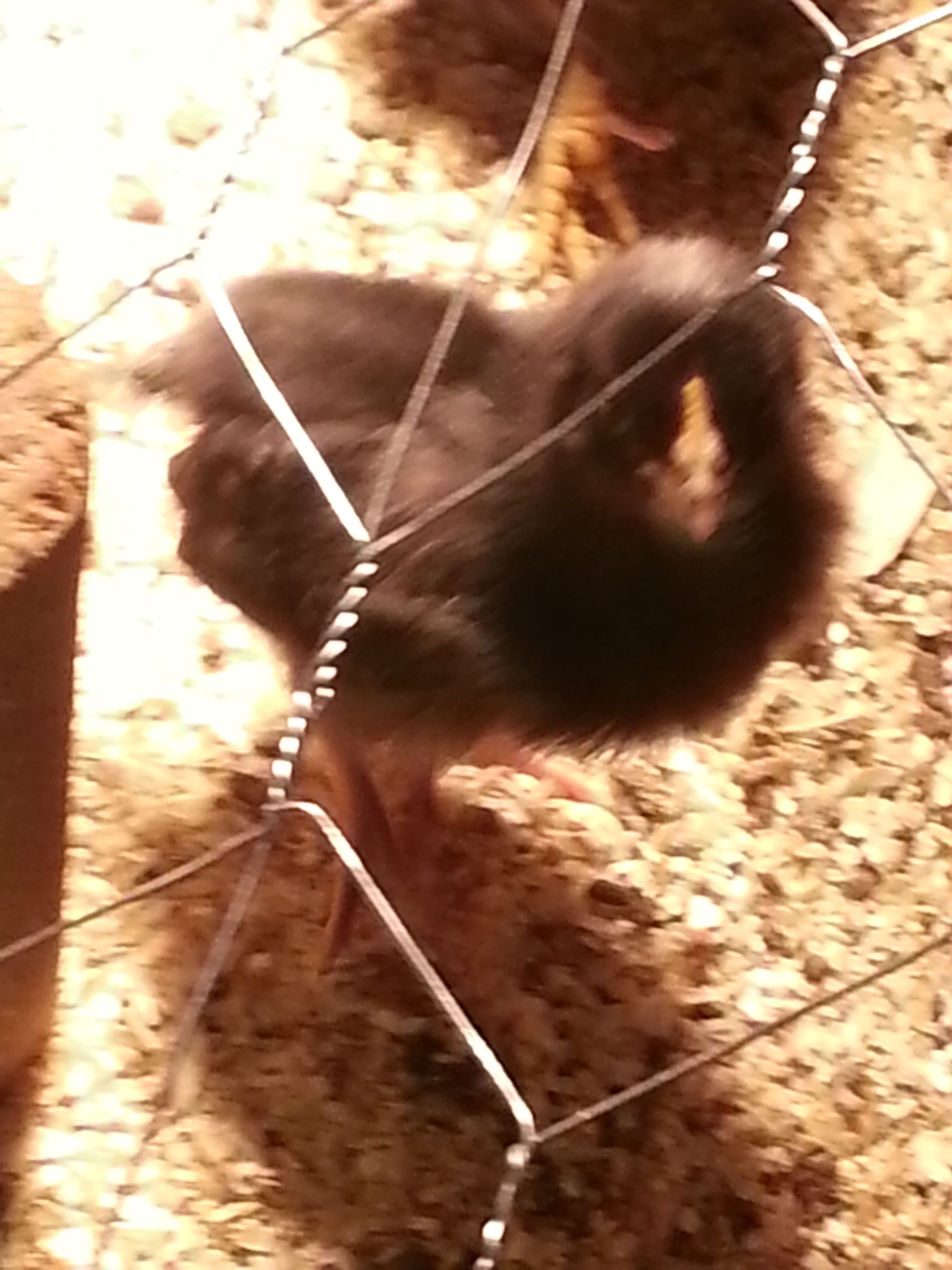 my first brood