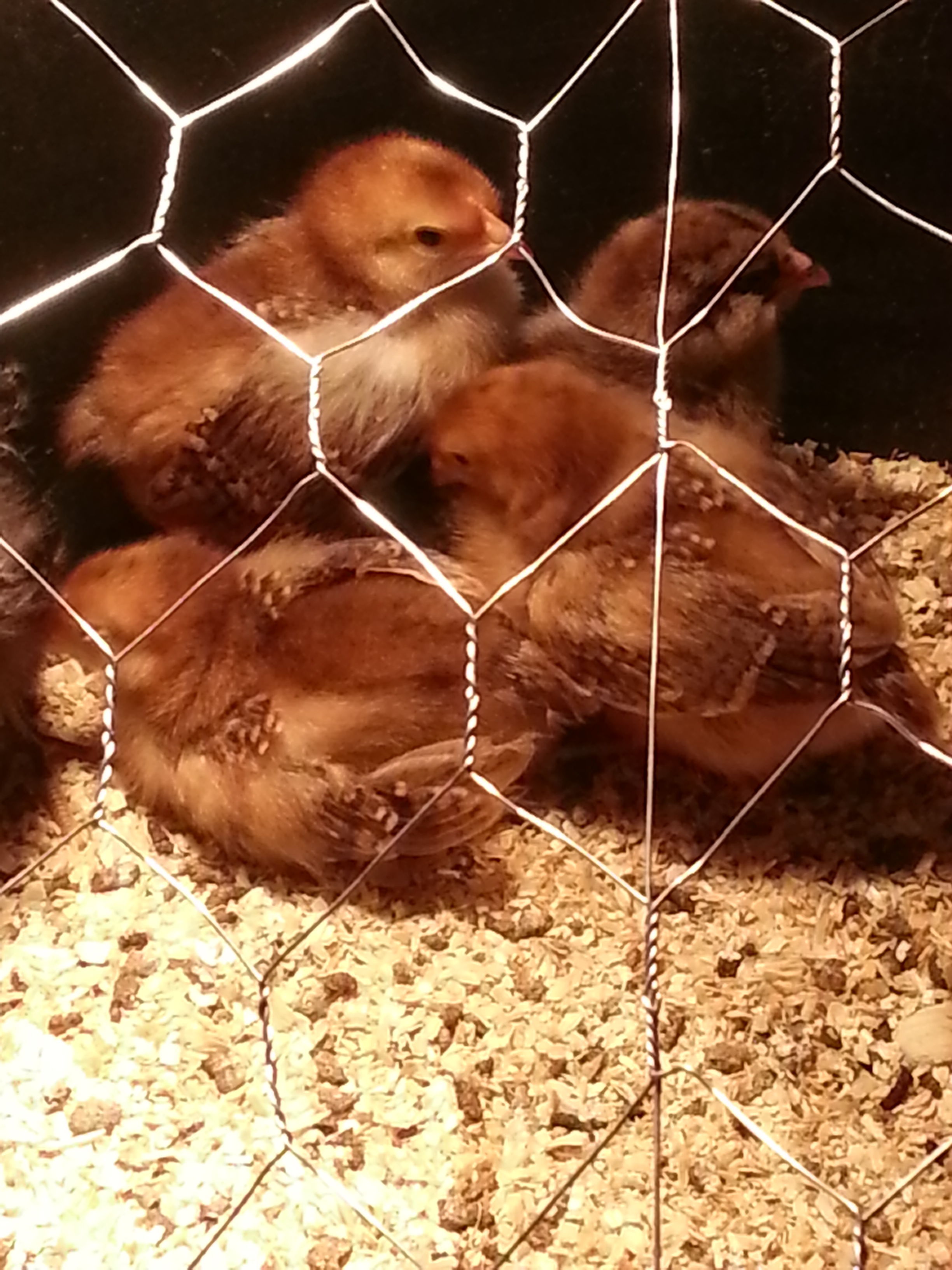 my first brood