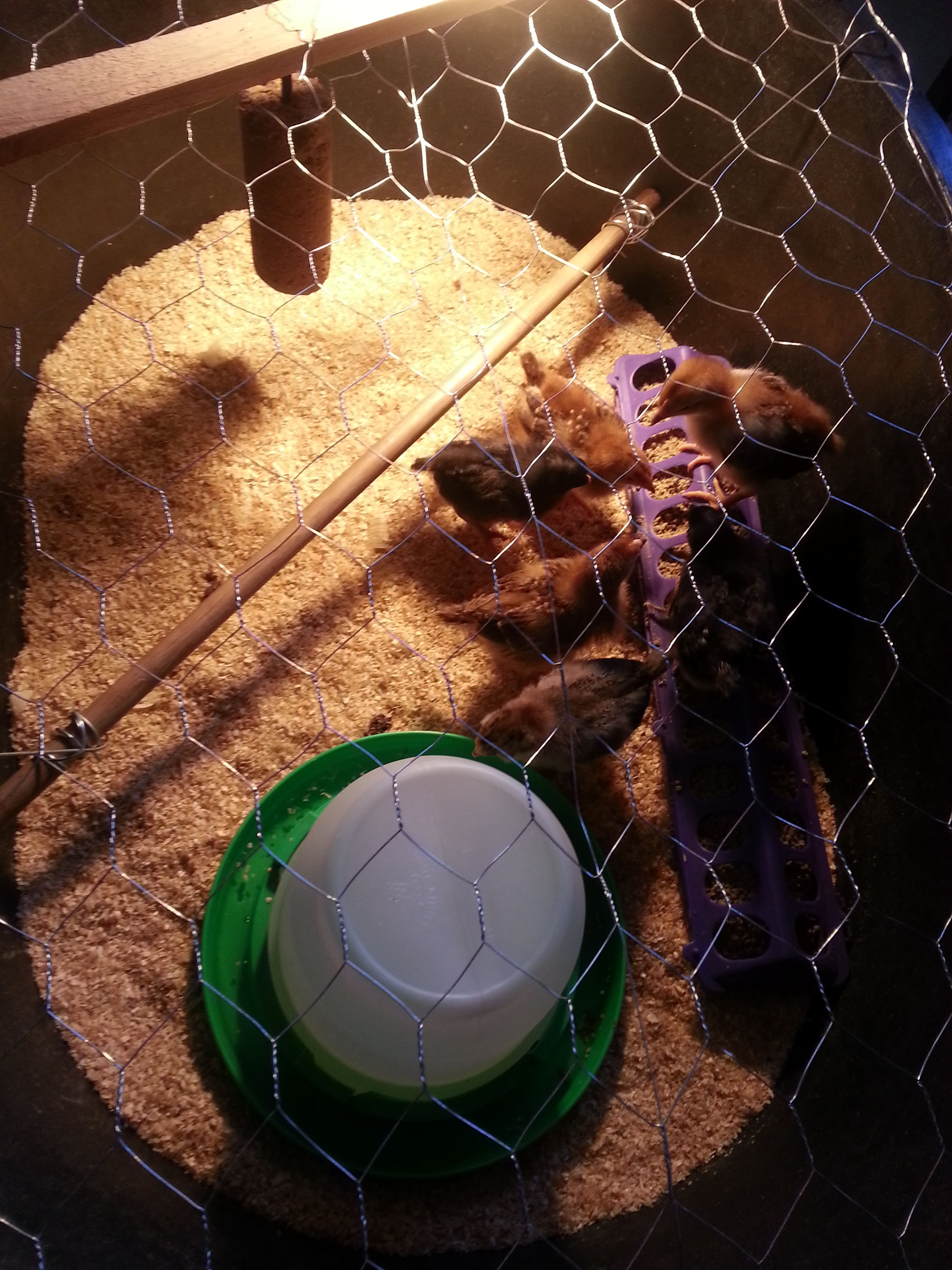 my first brood