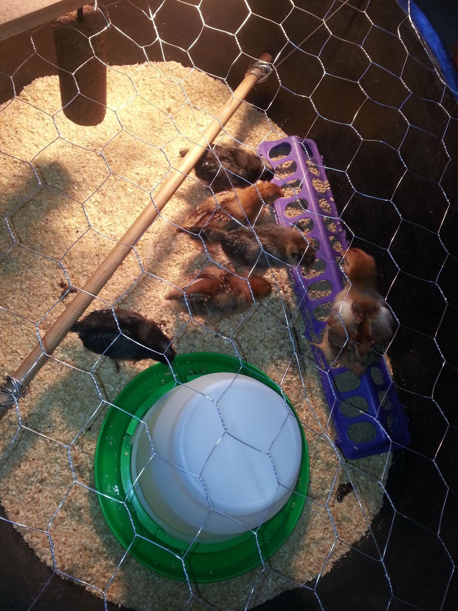 my first brood