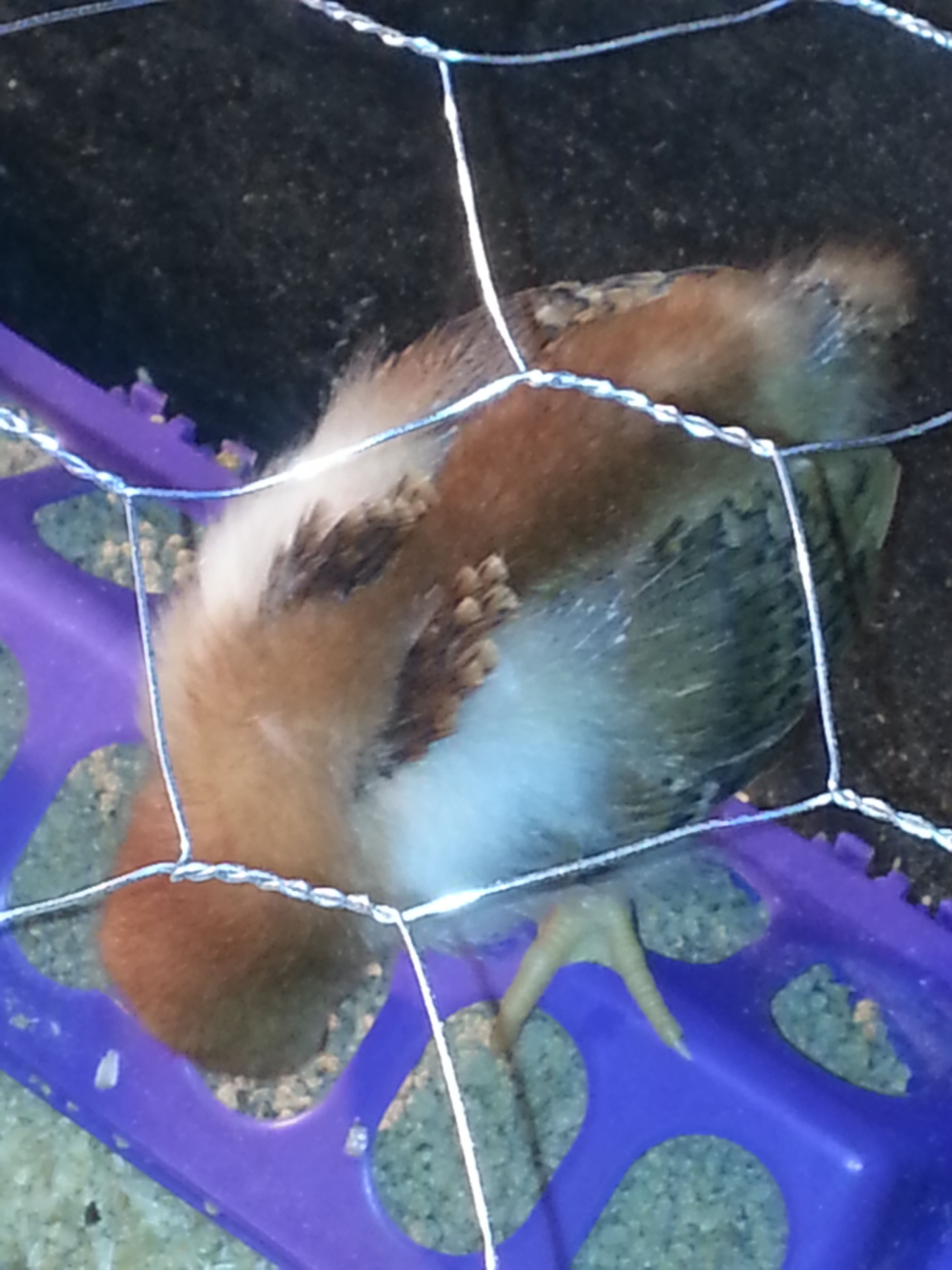 my first brood