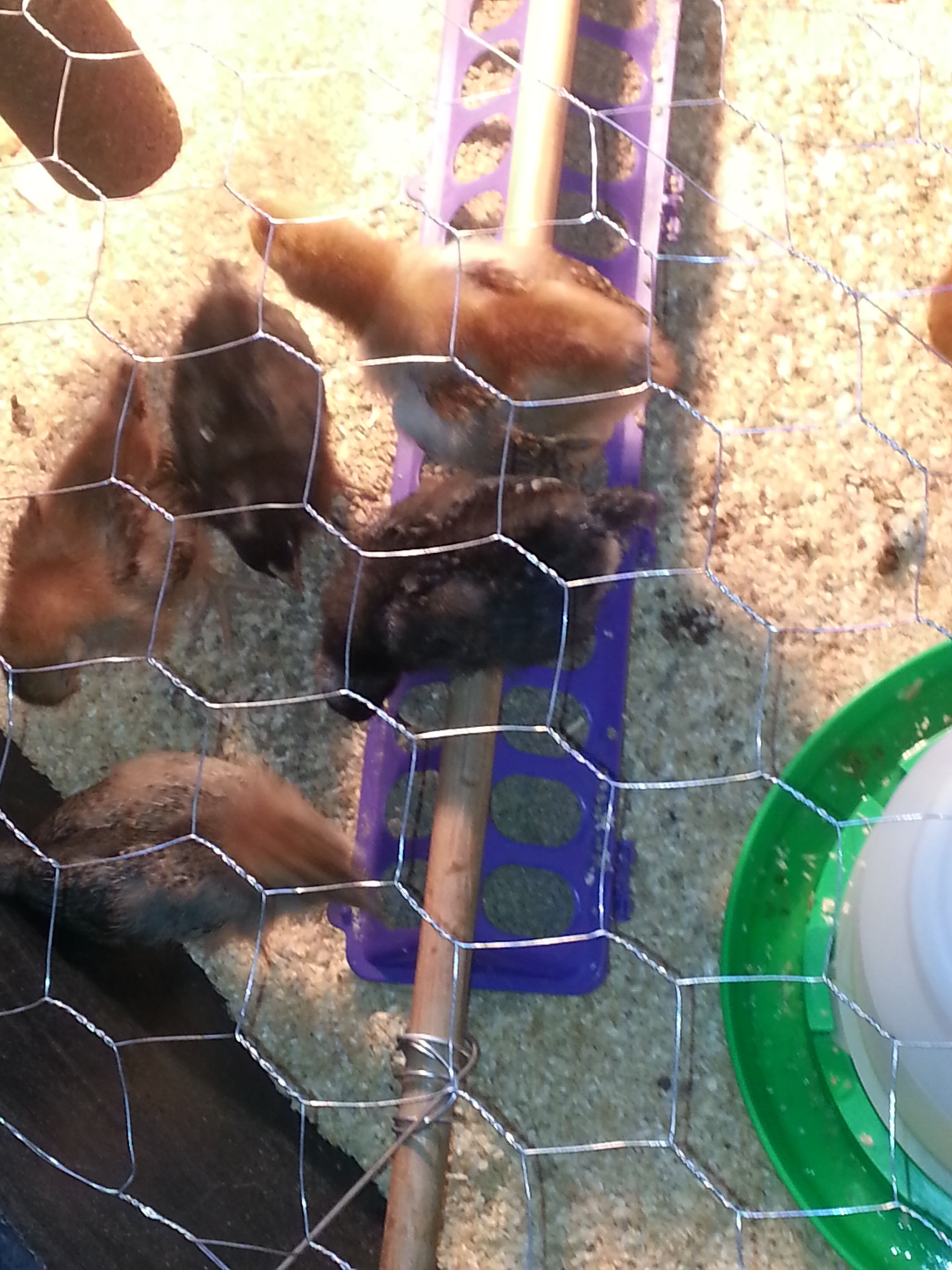 my first brood