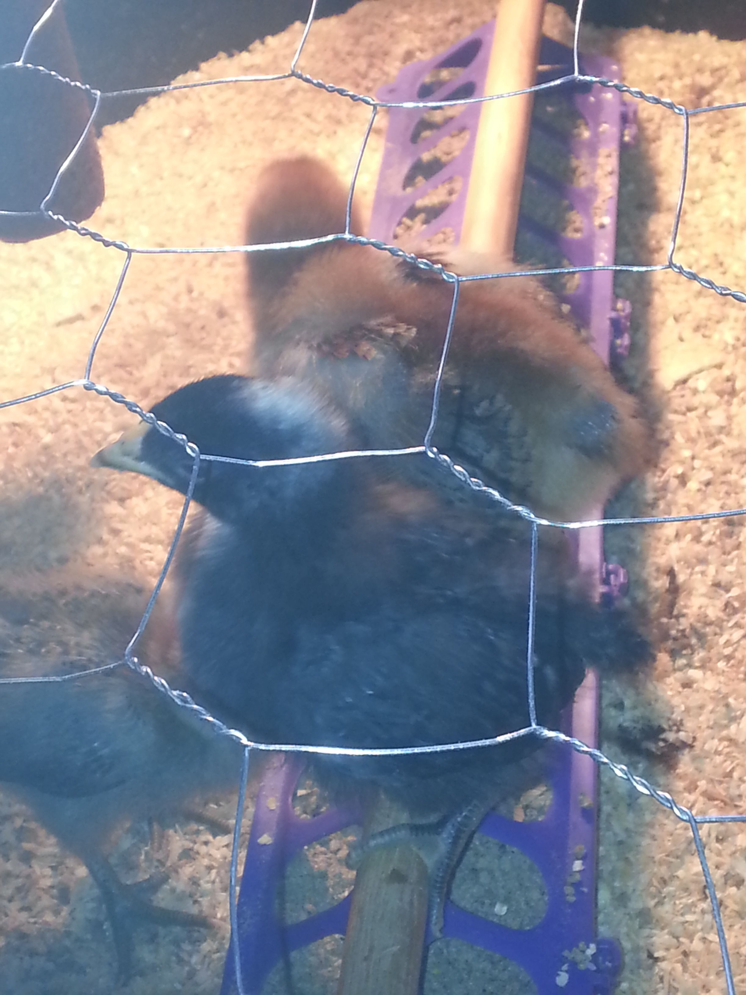 my first brood