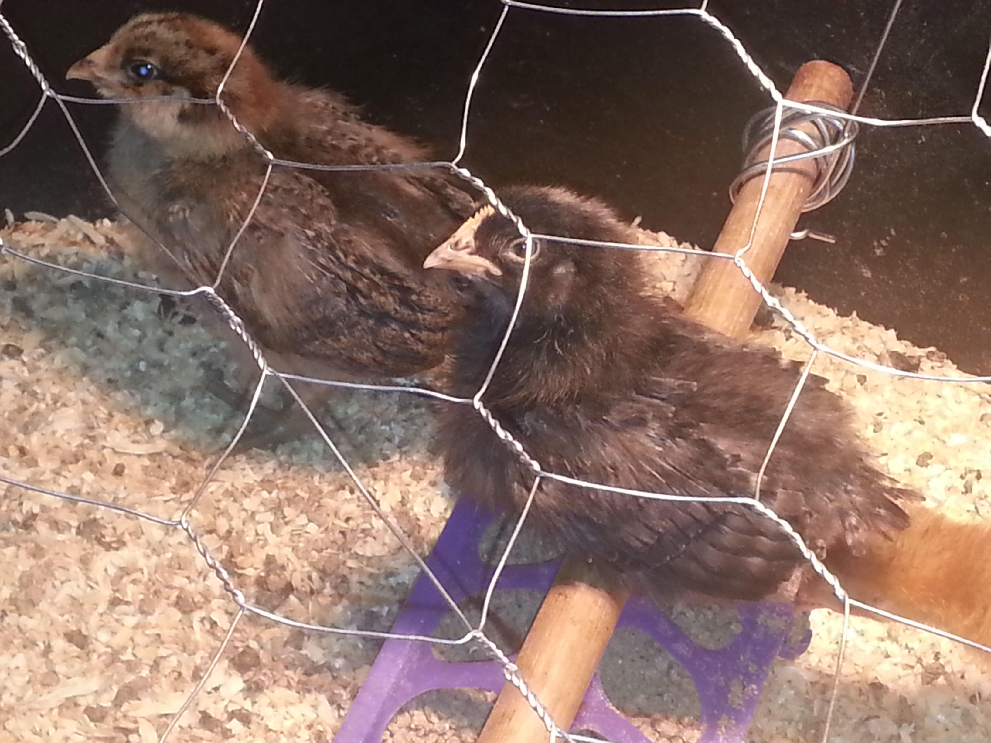 my first brood