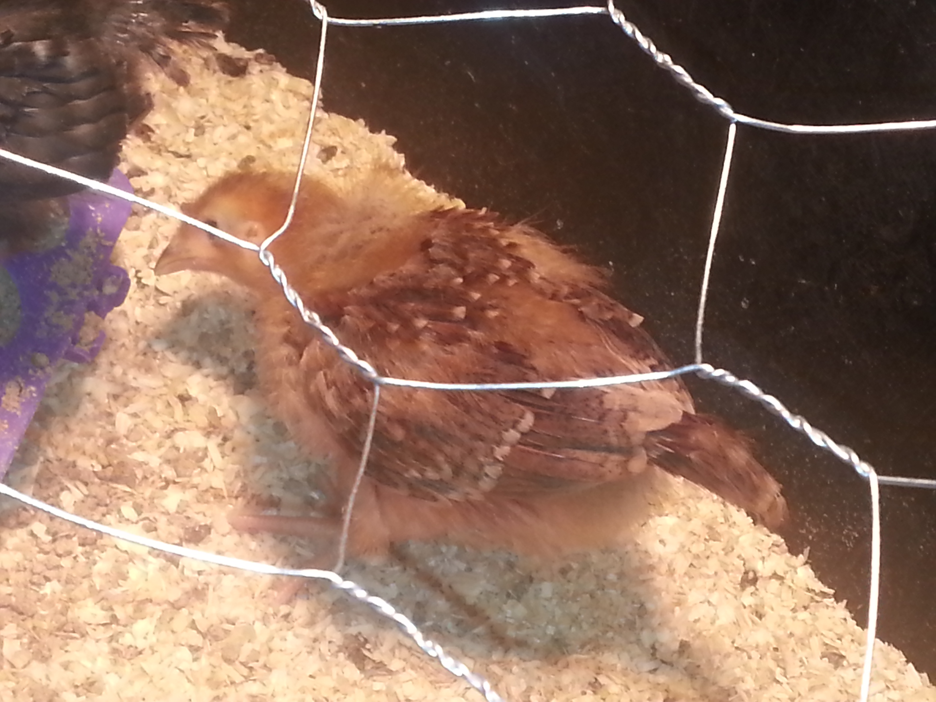 my first brood