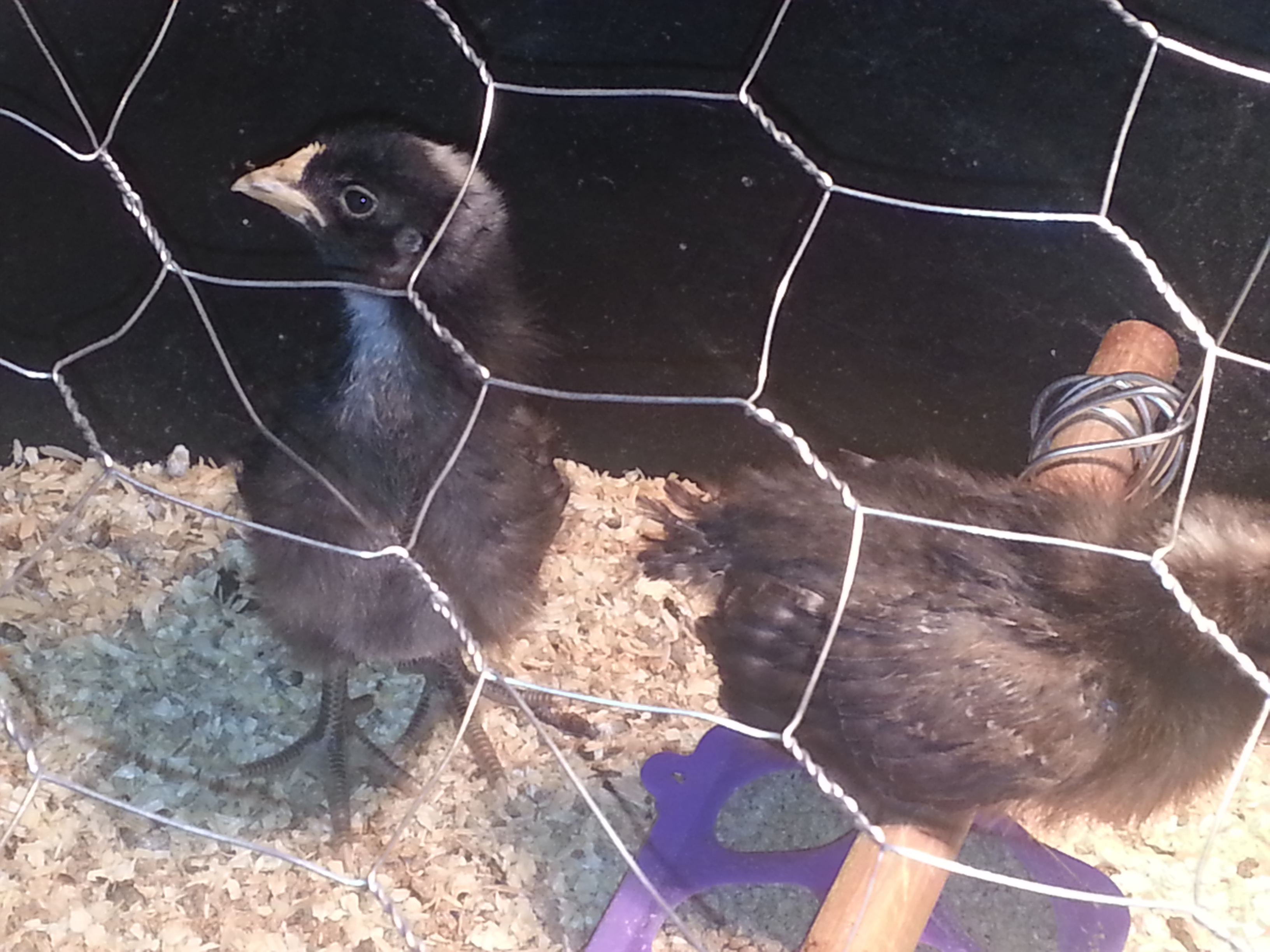 my first brood
