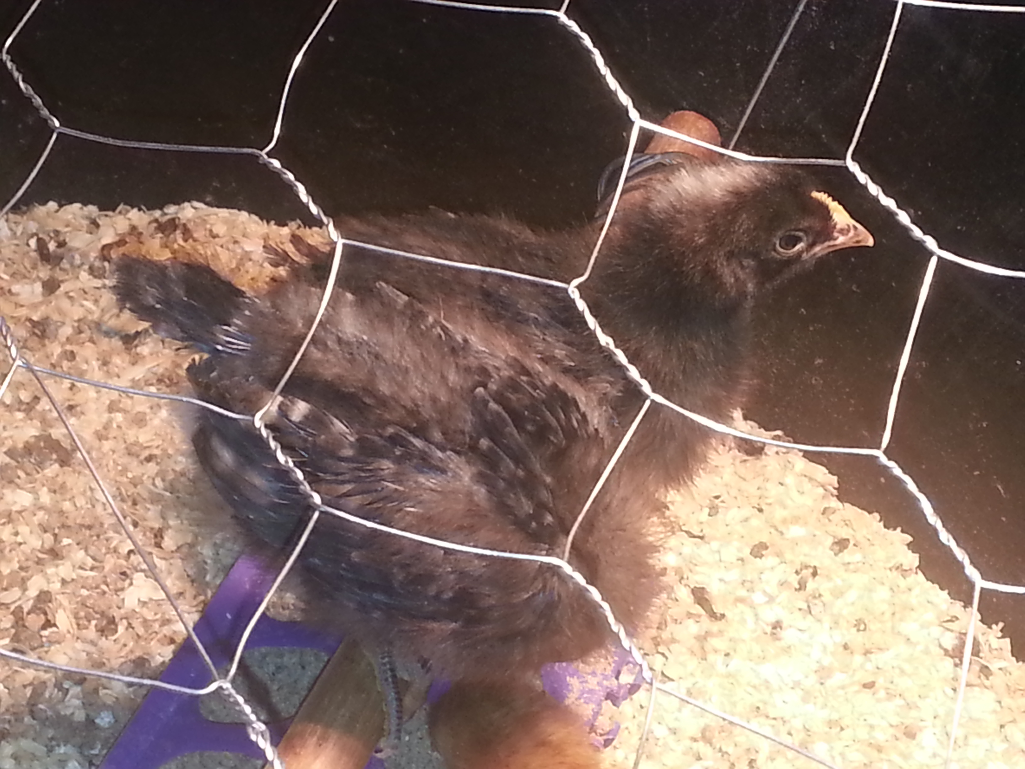 my first brood
