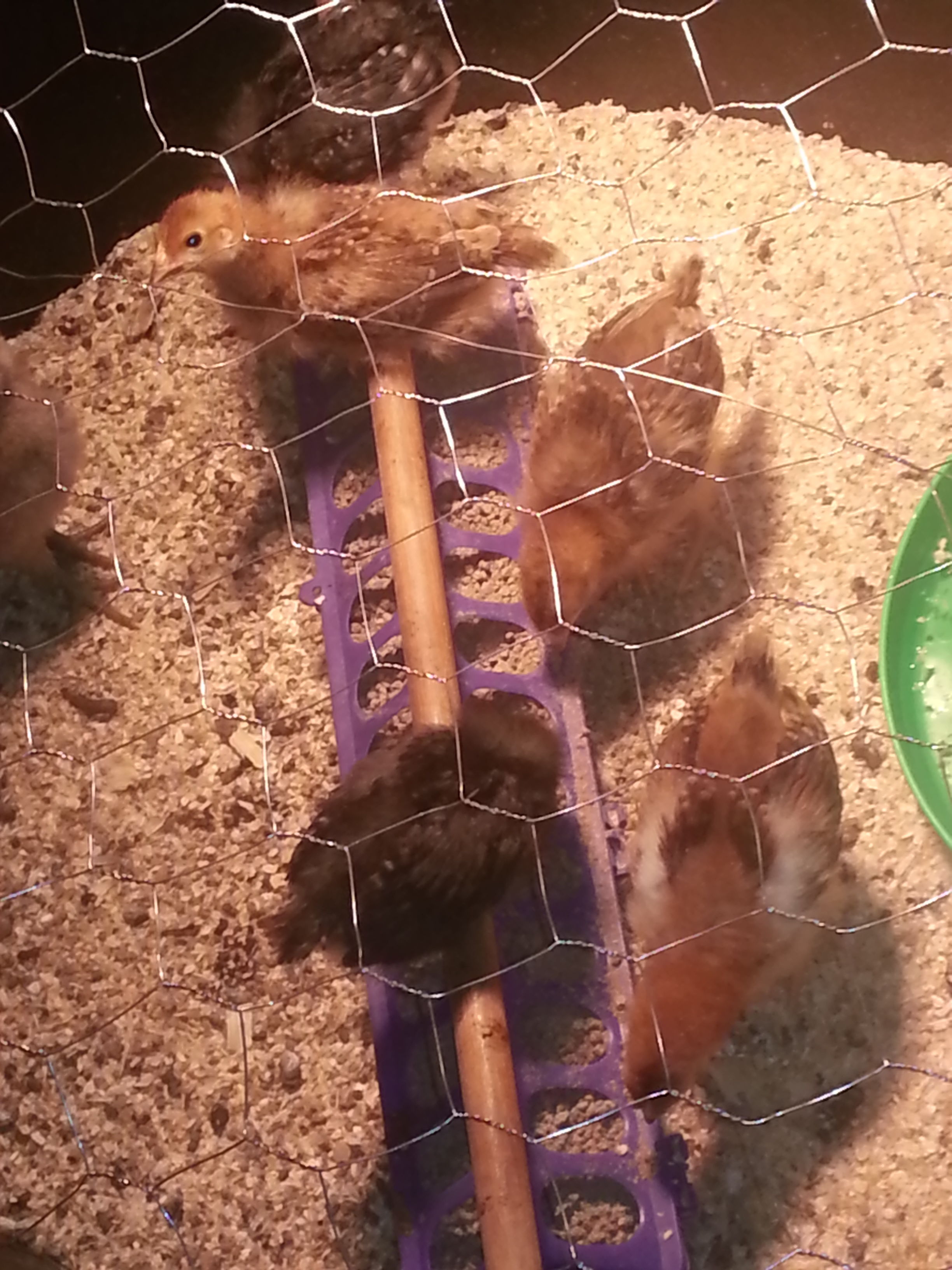 my first brood