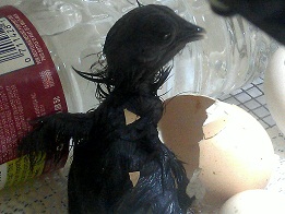 My first chick has arrived!!!