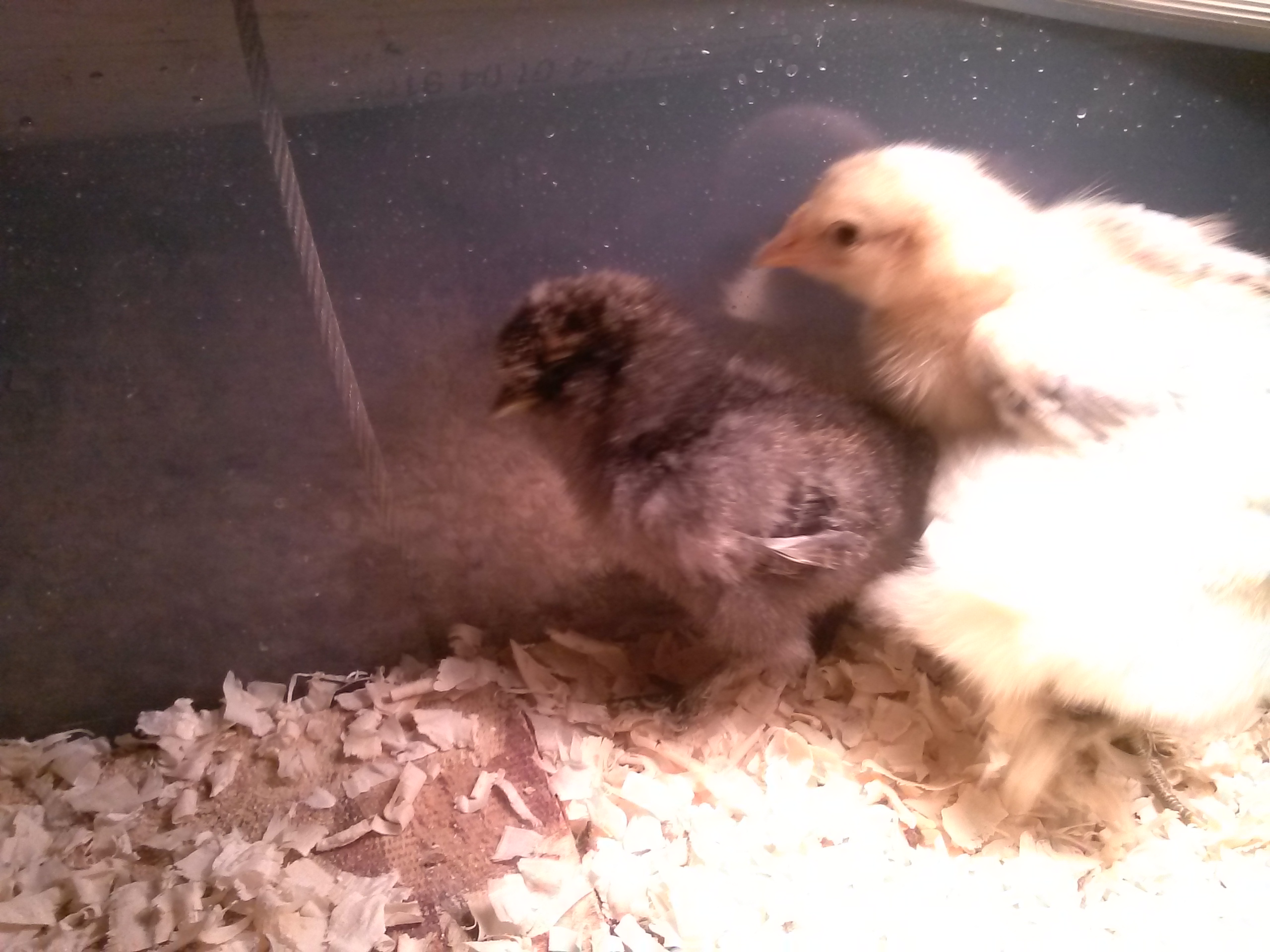 My first chick to hatch is the black silkie pullet I belive to be partridge. (But my first time sexing and breeding silkies. So anyones guess really lol)