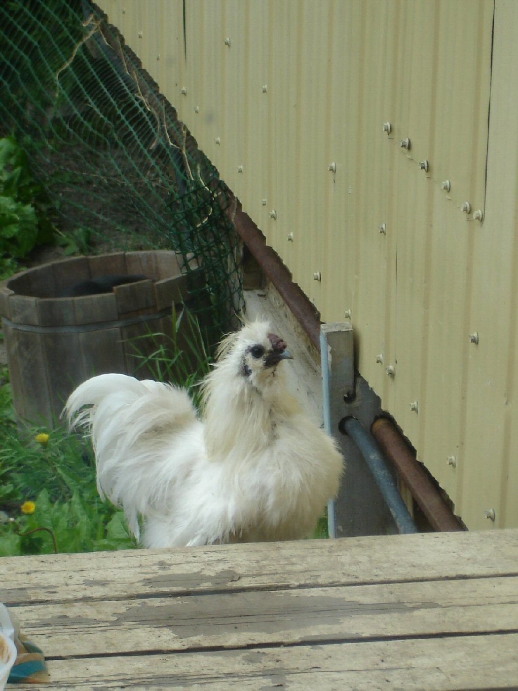 My first chicken!  Silkie-boy.  Hand raised since he was 4 weeks old, really hoped for a hen but she ended up being a He!!! lol  I really love this guy!!!