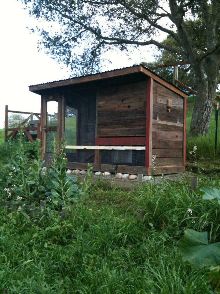 My first coop on day of delivery.  Built by Michael and Dana of My Urban Farm in Petaluma, CA (http://myurbanfarm.net).