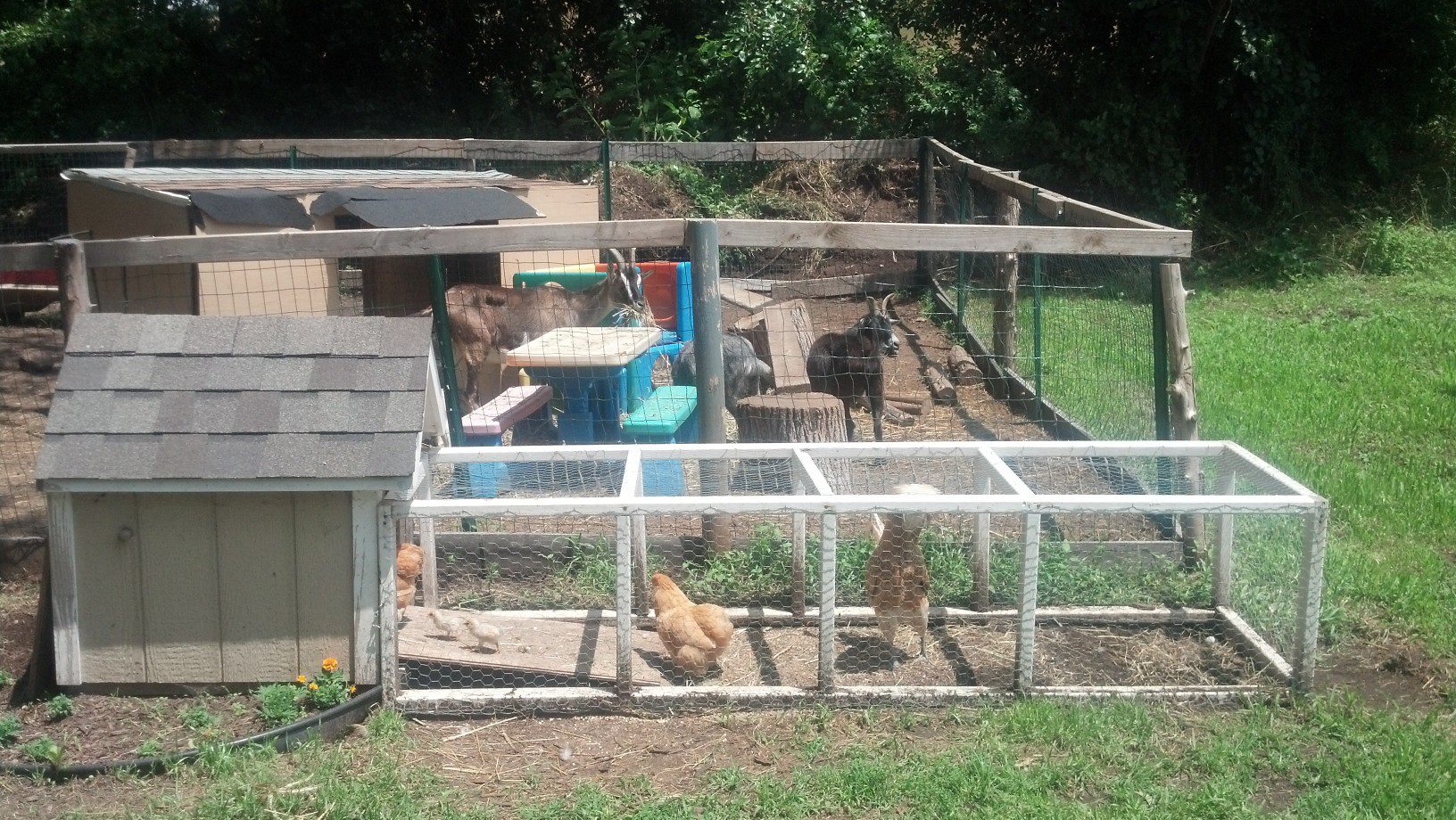 My first coop