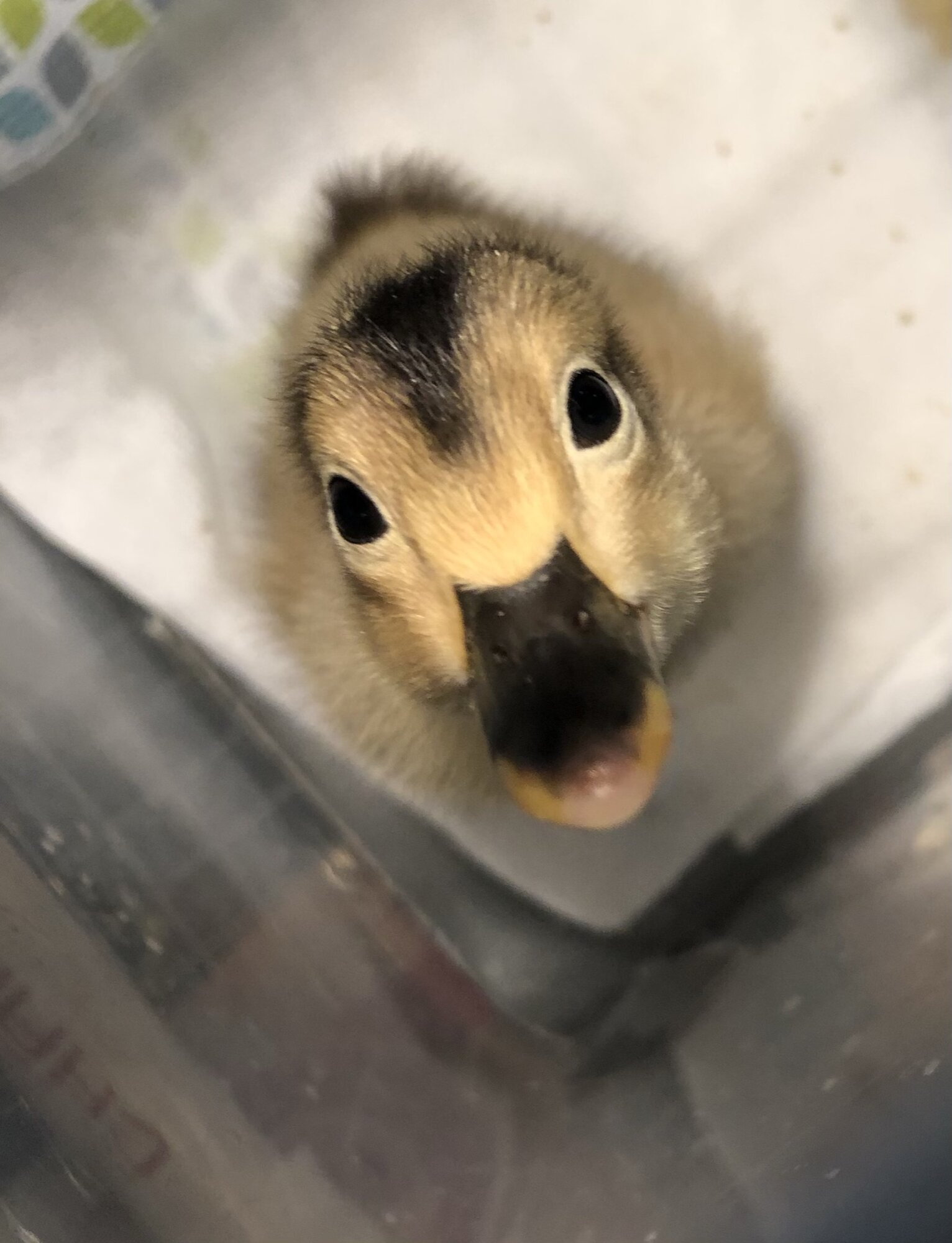 My first duck!