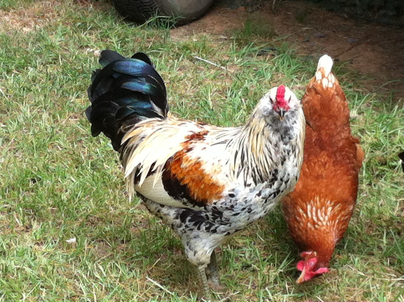 My first Easter Egger Rooster, CLYDE!  So vibrant in his coloring, so brave as well.