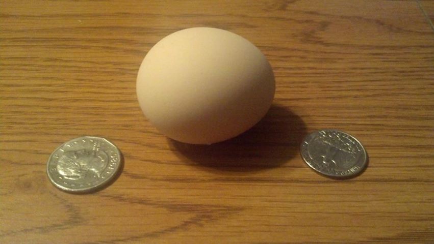 *
My first egg. 9-6-2013 Buff Orpington