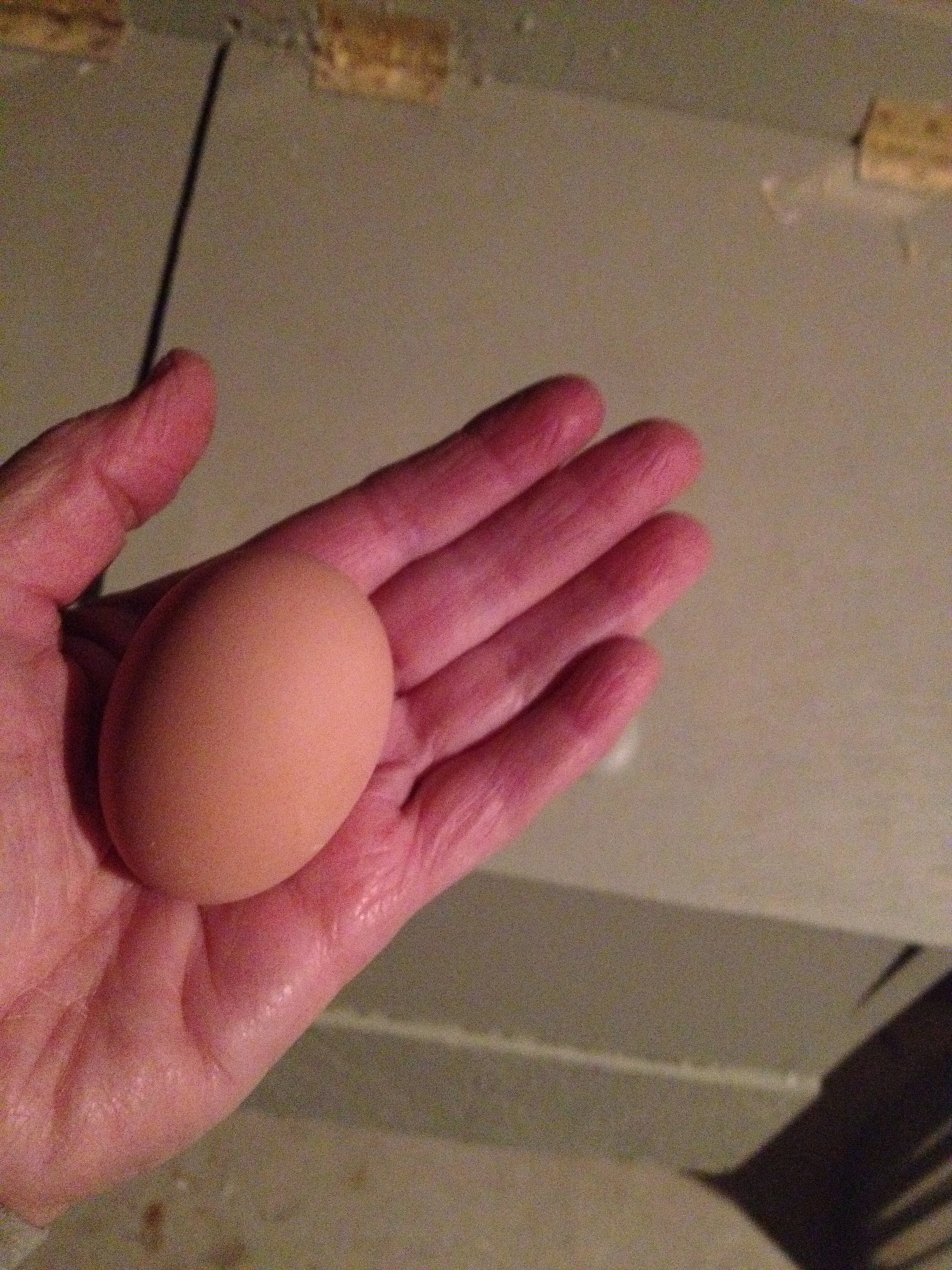 My first egg!!  From Martha, one of my Buff Orpingtons!!!!!!!!!