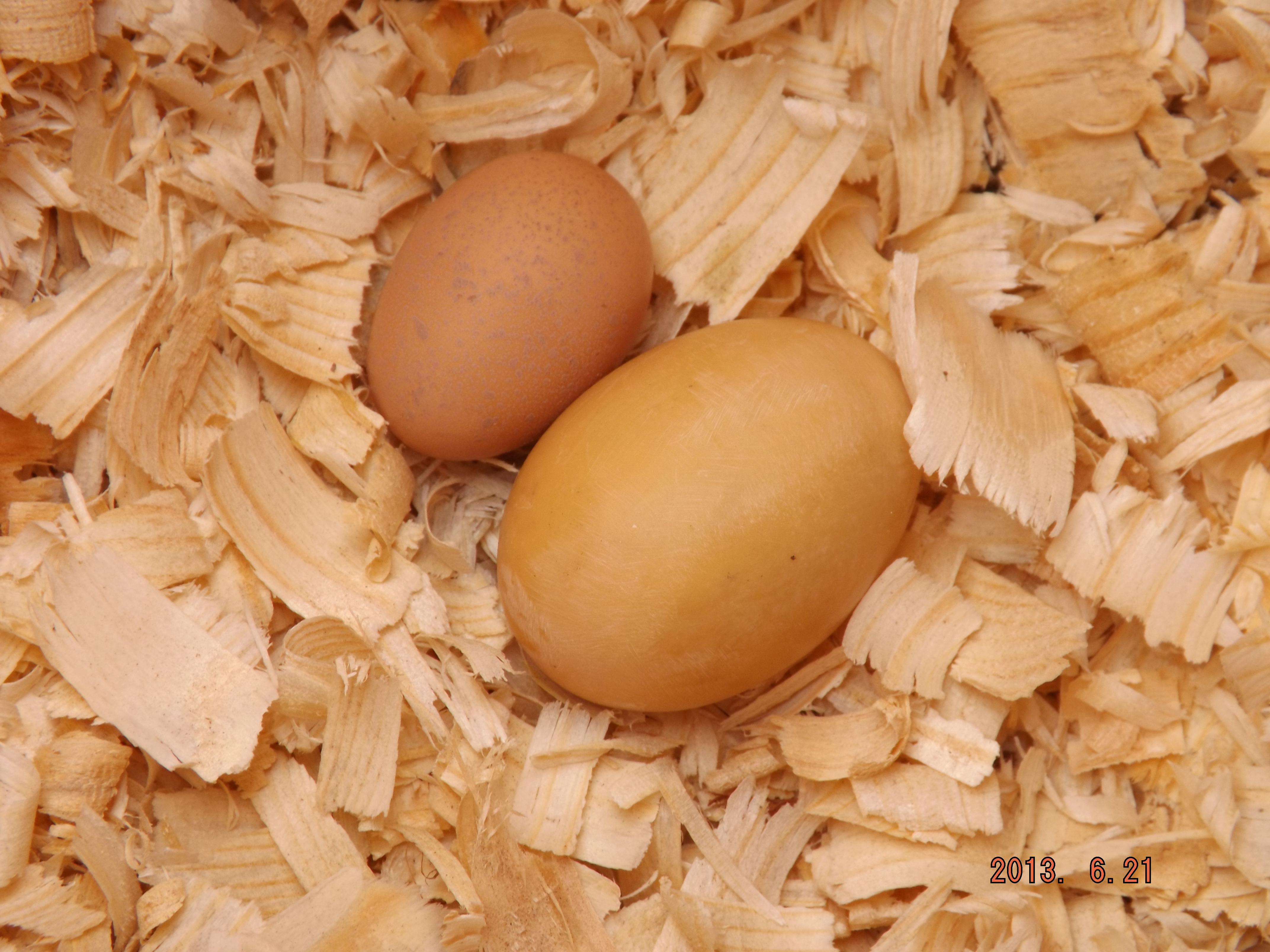my first EGG!!!  the little one (the other bigger egg is a resin egg)  I put it in the box, 2 days later my 18 week old golden sexlinks started laying!