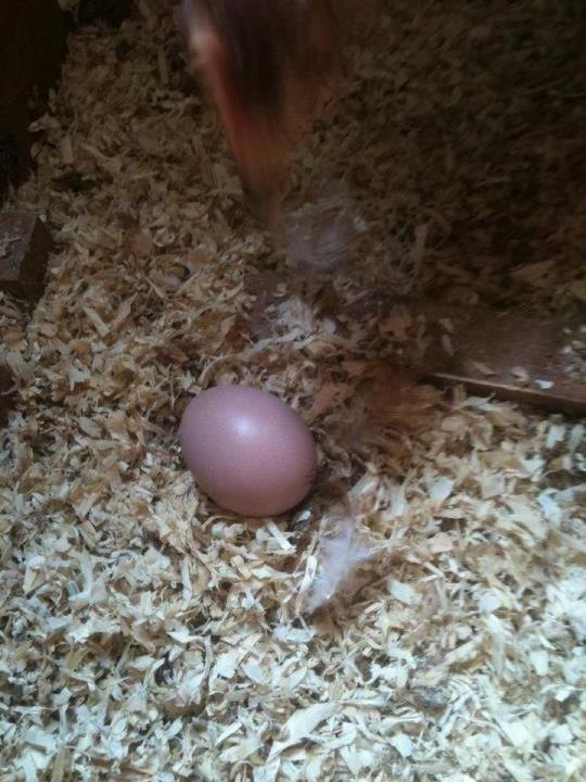 my first egg we was so excited that my son  (19 years old) call me to tell me he find out the first one!