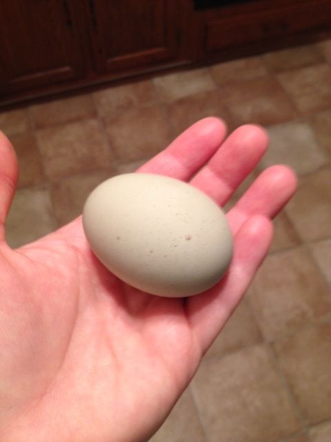 My first egg!!!!!!!!!!!!!