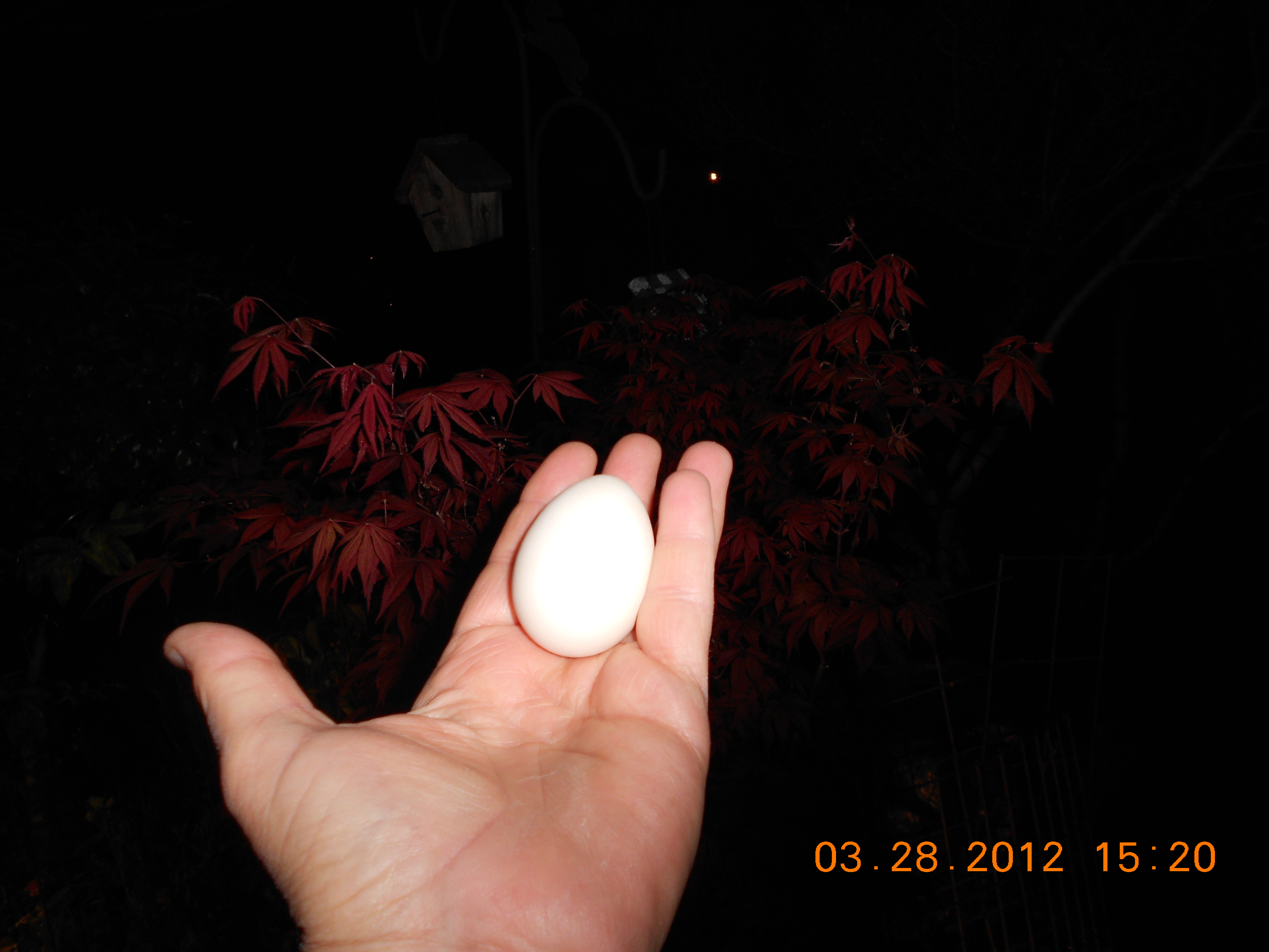 my first eggDSCN0105.JPG