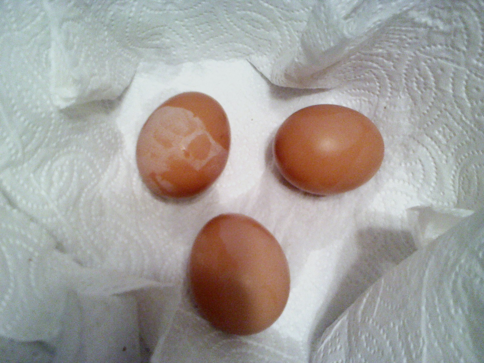 My first eggs 8/12/14