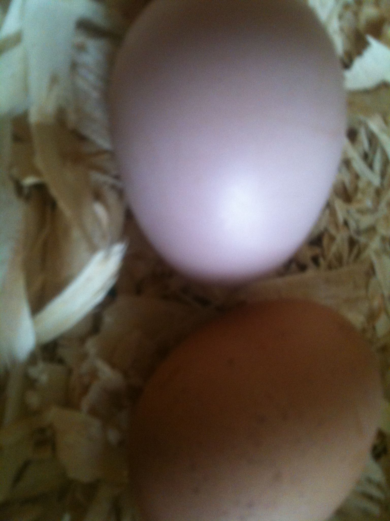 my first eggs