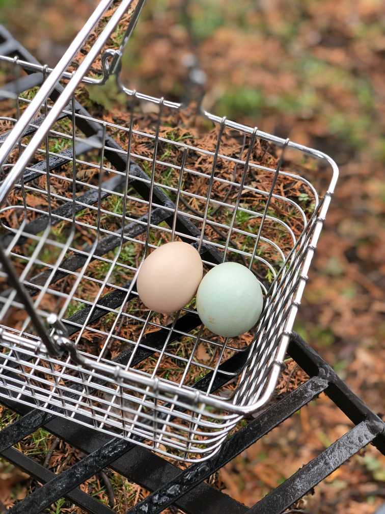 My first eggs