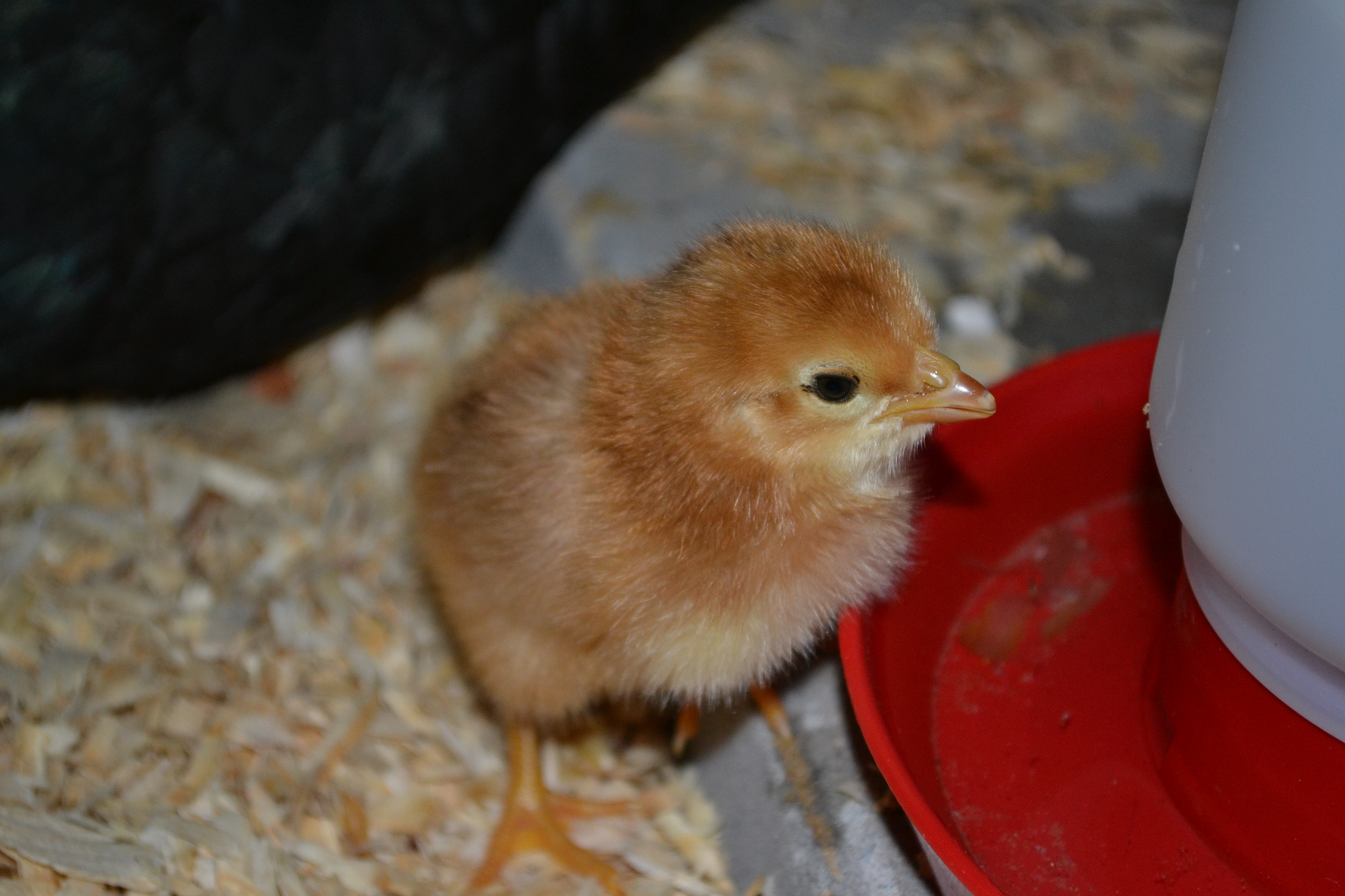 My first ever baby chick. 2-day old EE hatched by broody OE Cleo.