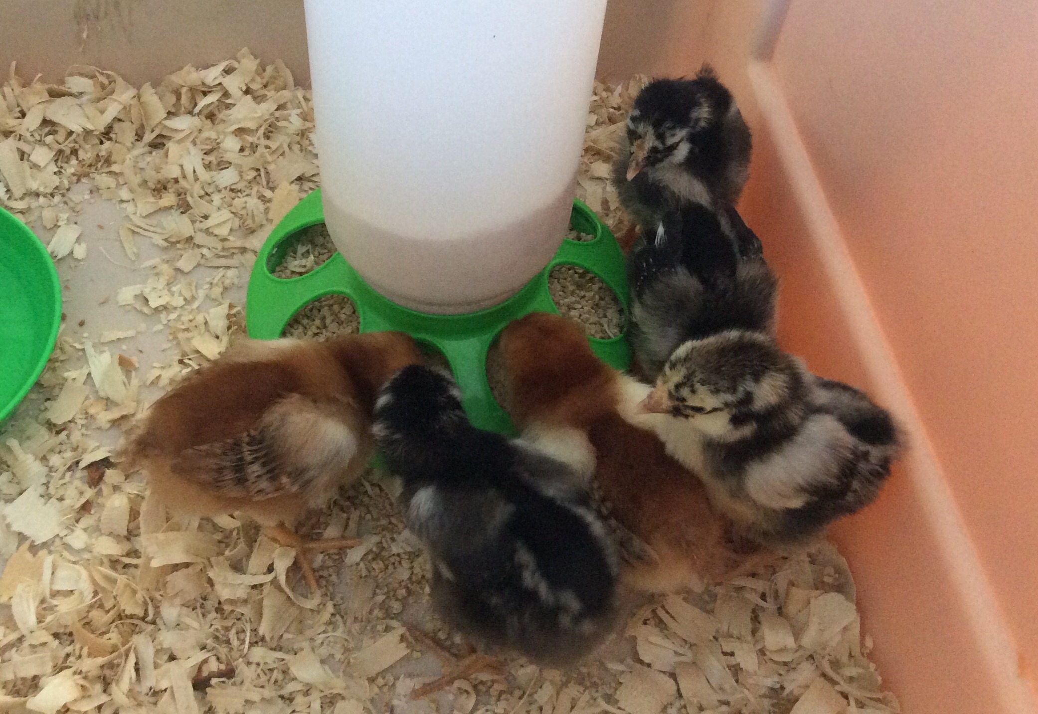 My first ever chicks, 1 week old
