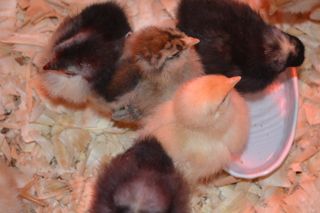 My first flock gets acclimated to their brooder.