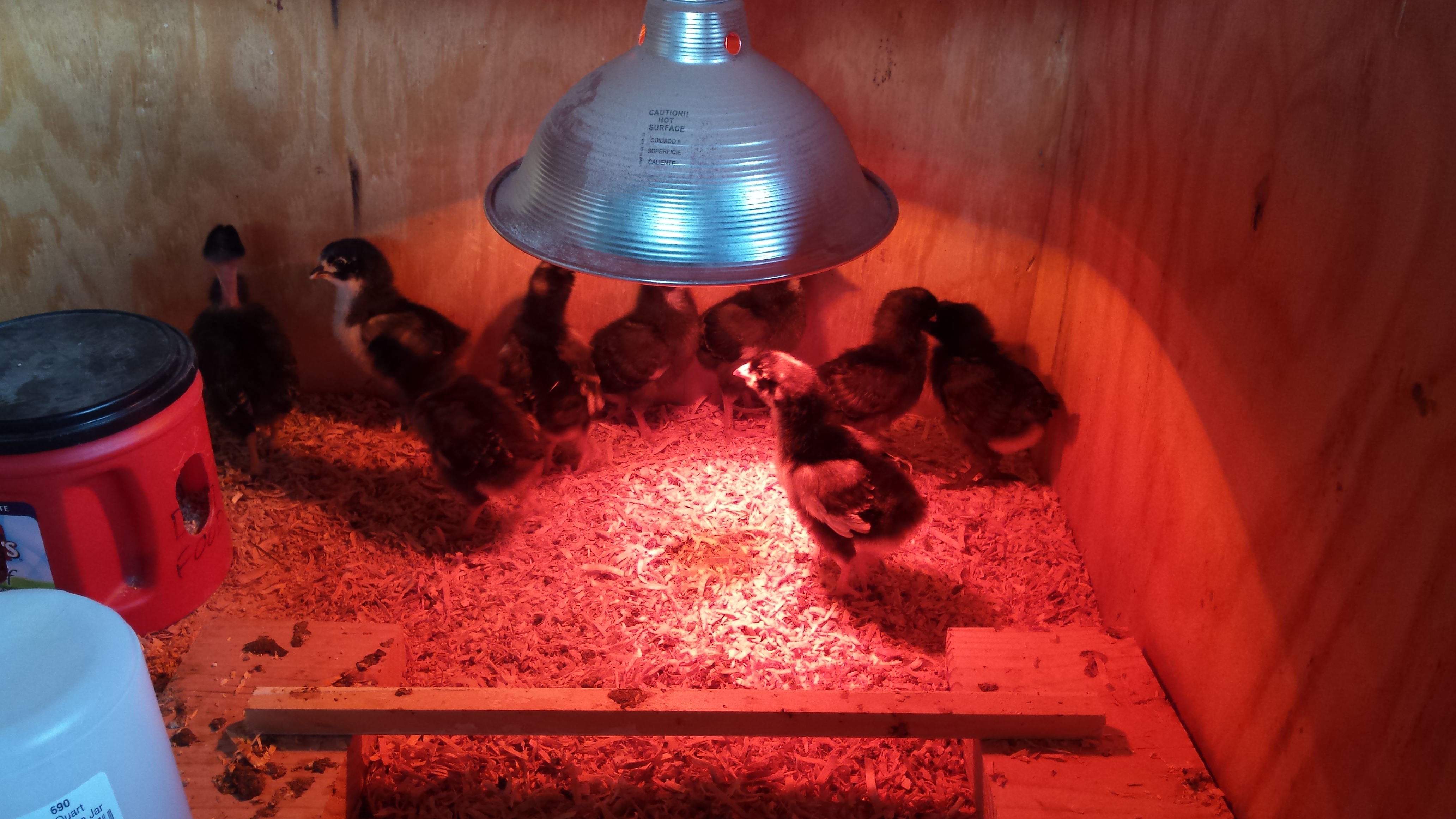 My first flock of 9 chicks. Hatched from my moms eggs. Breeds include black australorp, brahma, barred rock, naked neck, and ameraucana. The rooster is half australorp/barred rock.